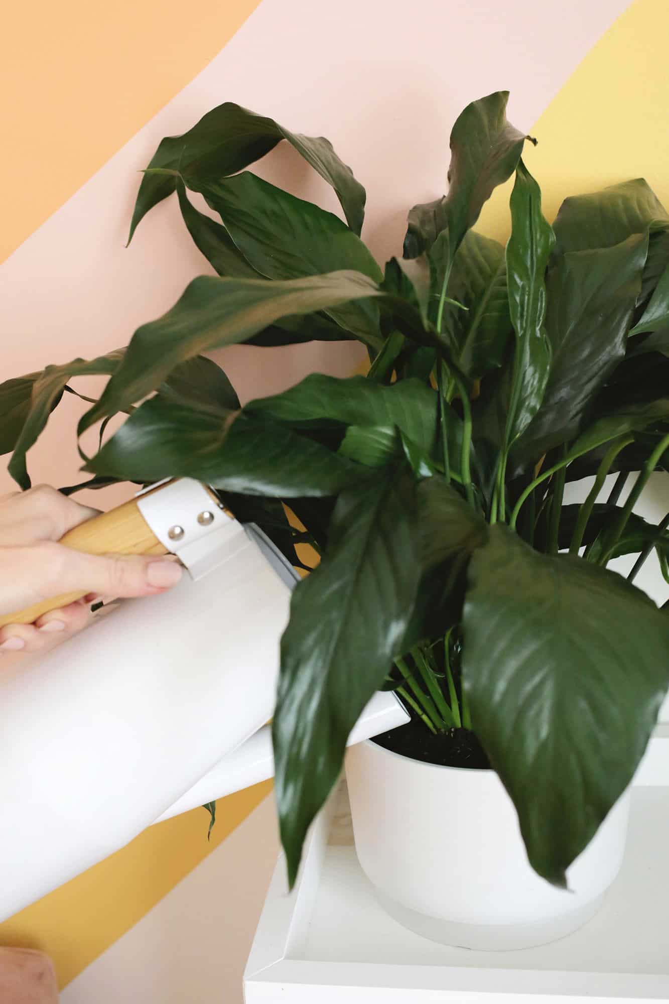 peace lily on table being watered