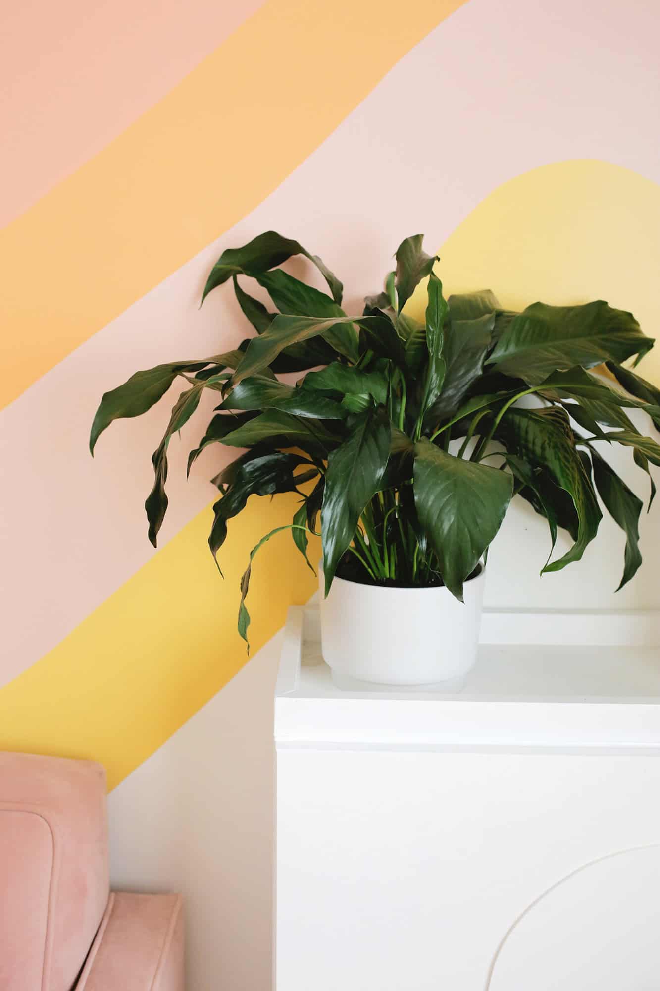 peace lily on table