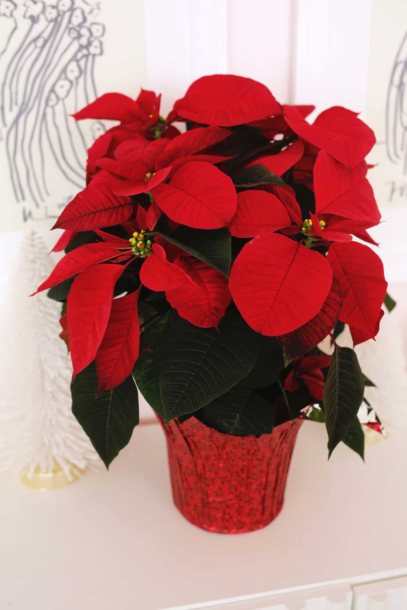 poinsettia on a table