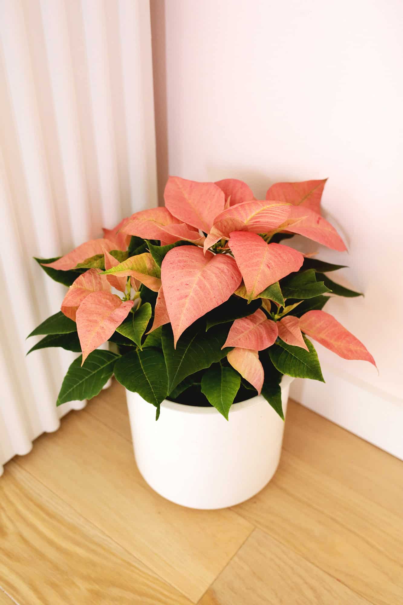 pink poinsettia