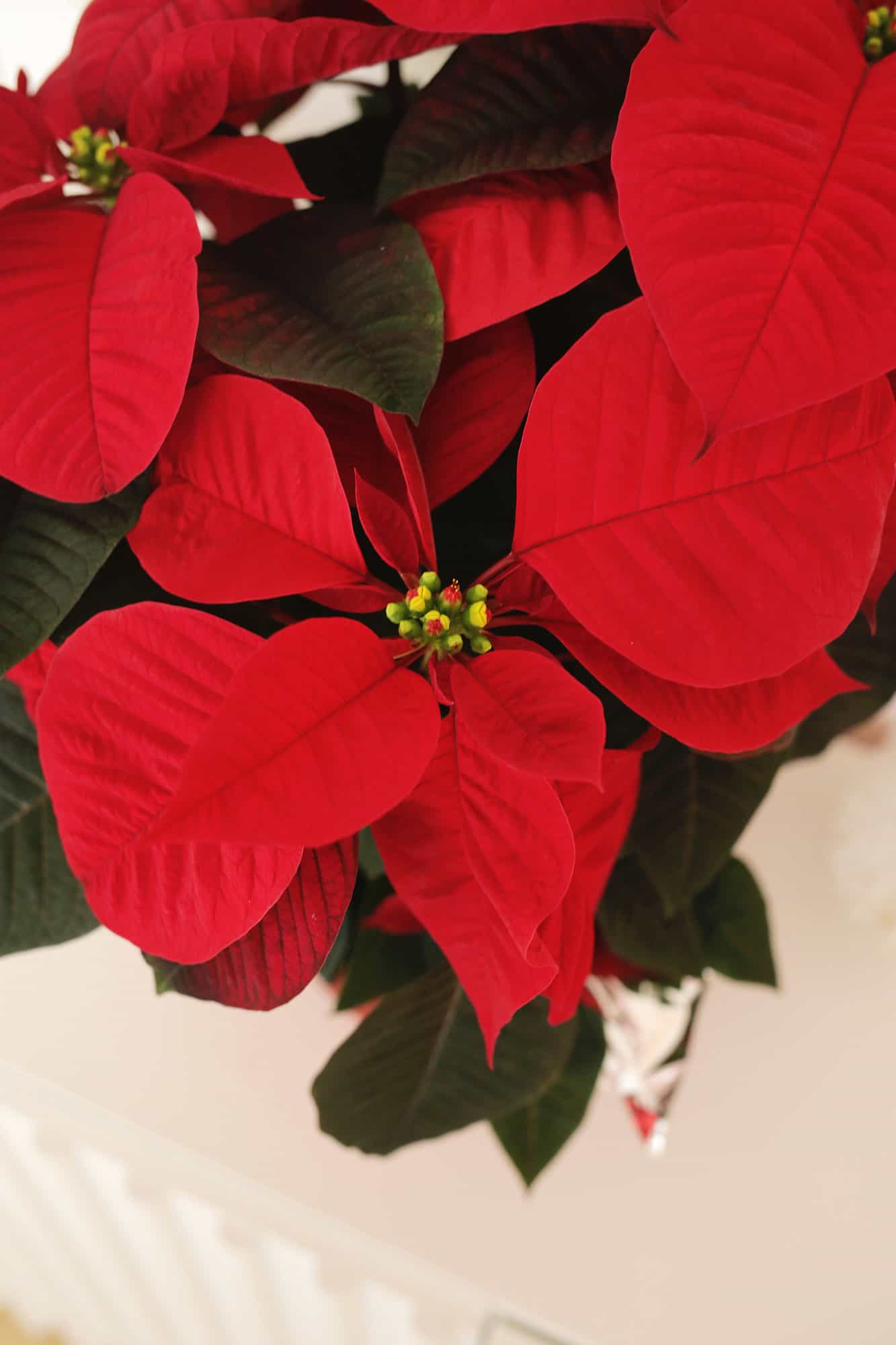 poinsettia