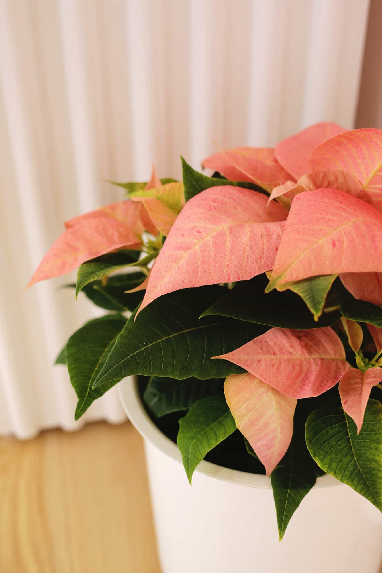 pink poinsettia