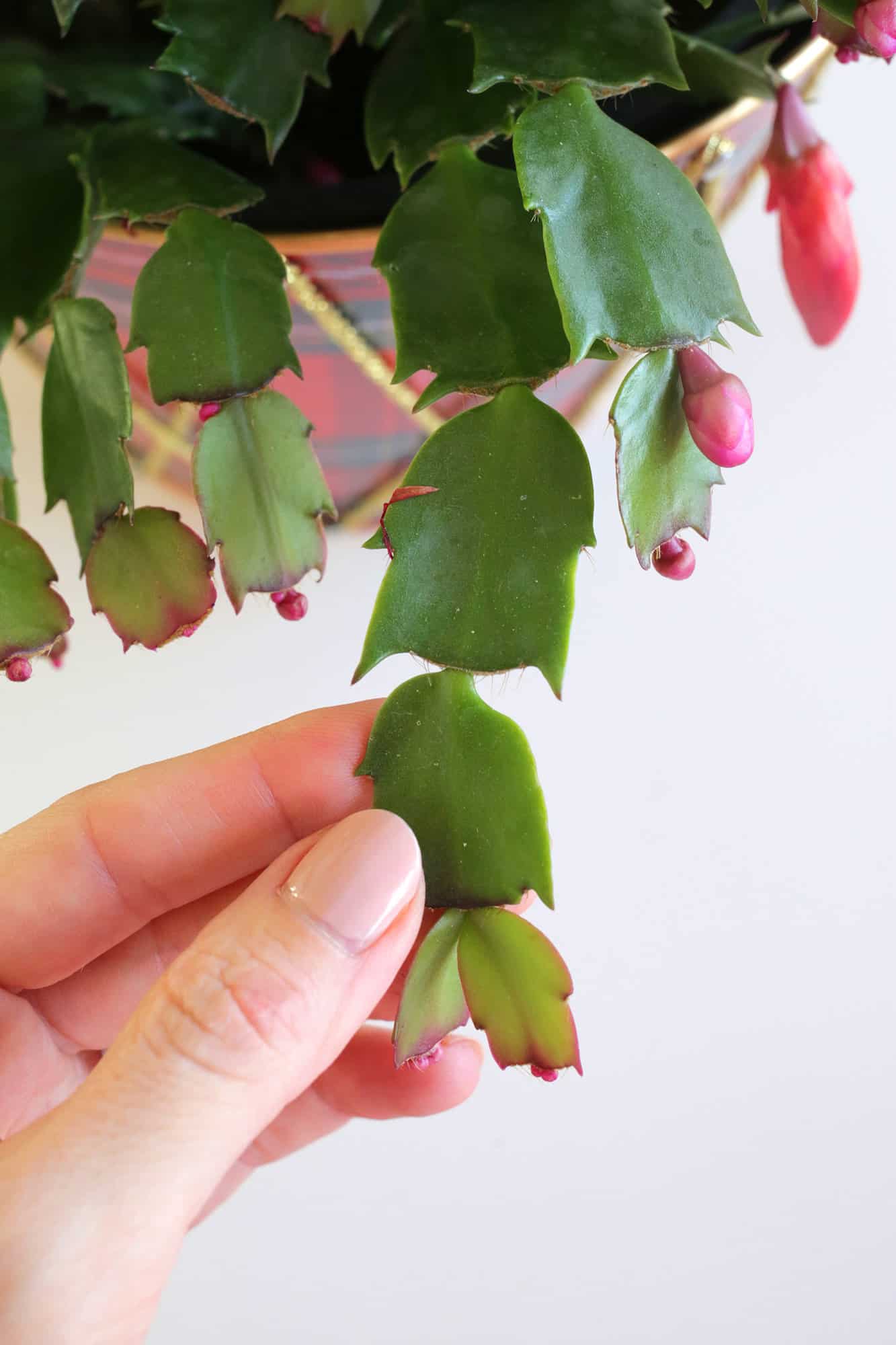 Christmas Cactus leaves