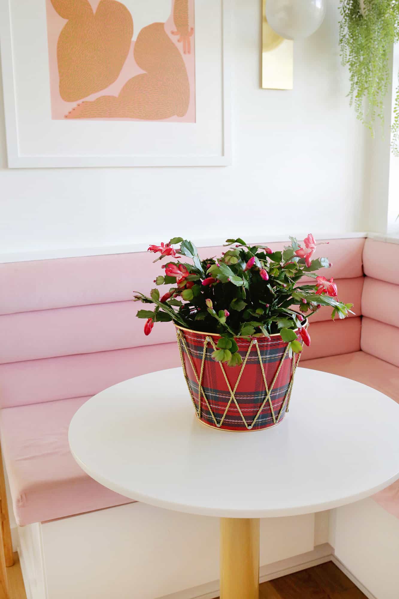 Christmas Cactus on a table