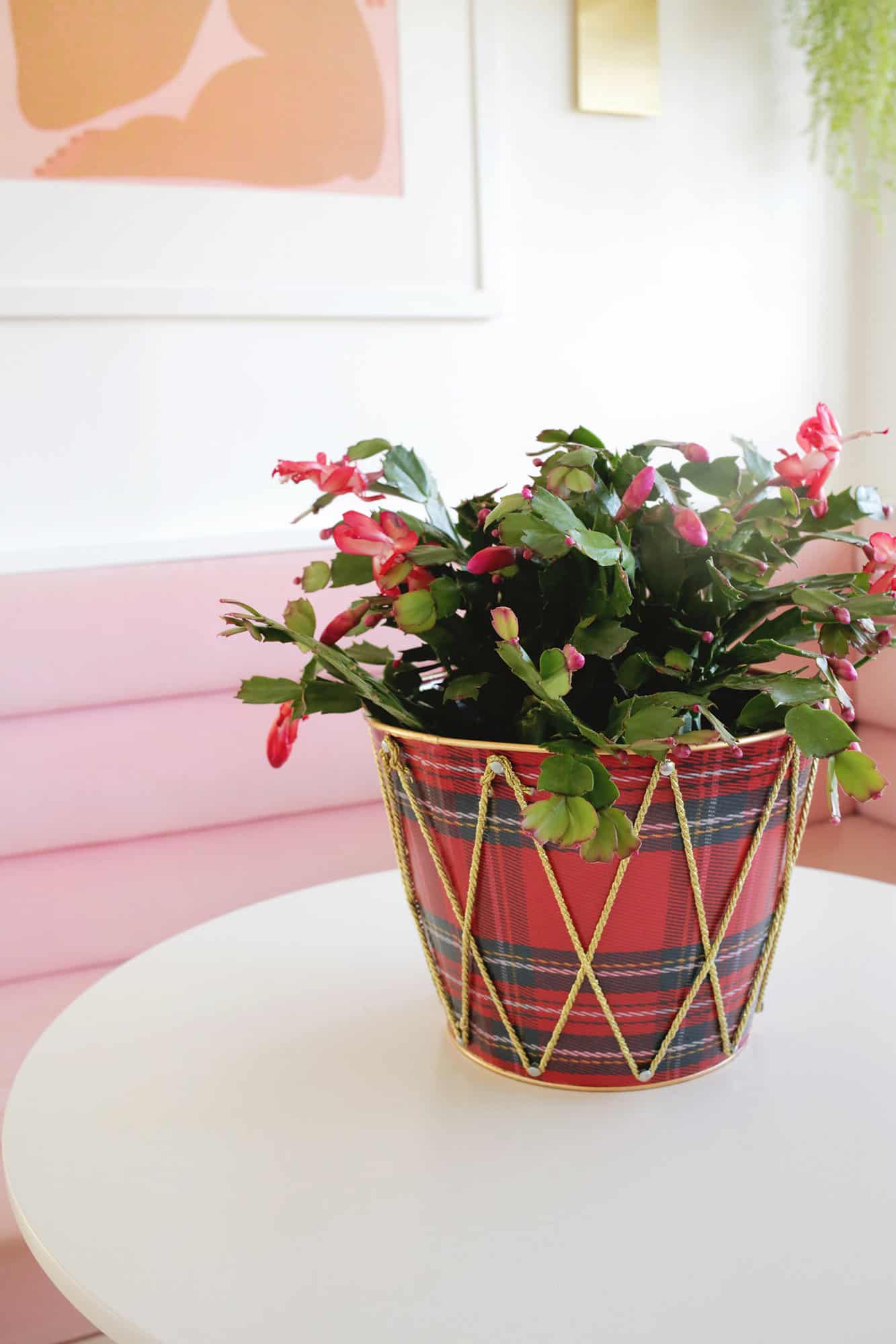 Christmas Cactus on a table