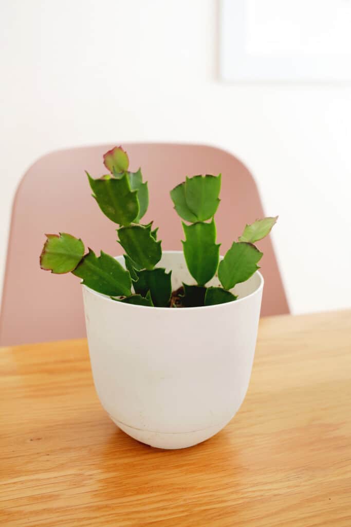 propagating Christmas Cactus