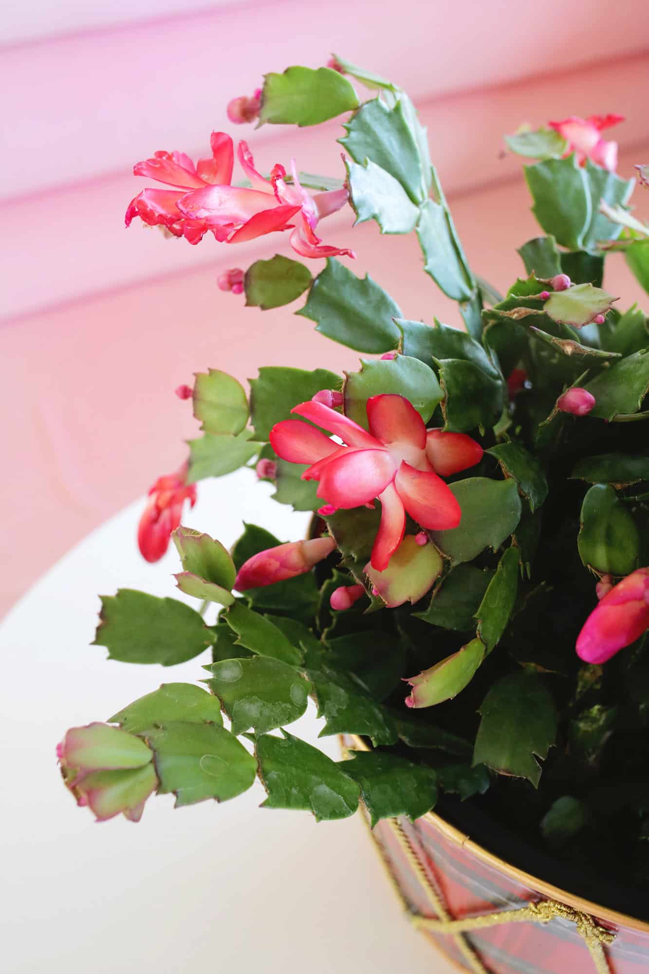 Christmas Cactus on a table