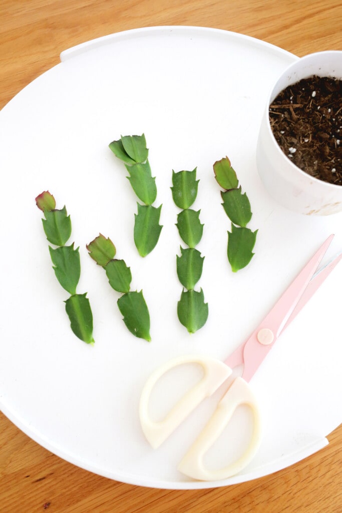 propagating Christmas Cactus