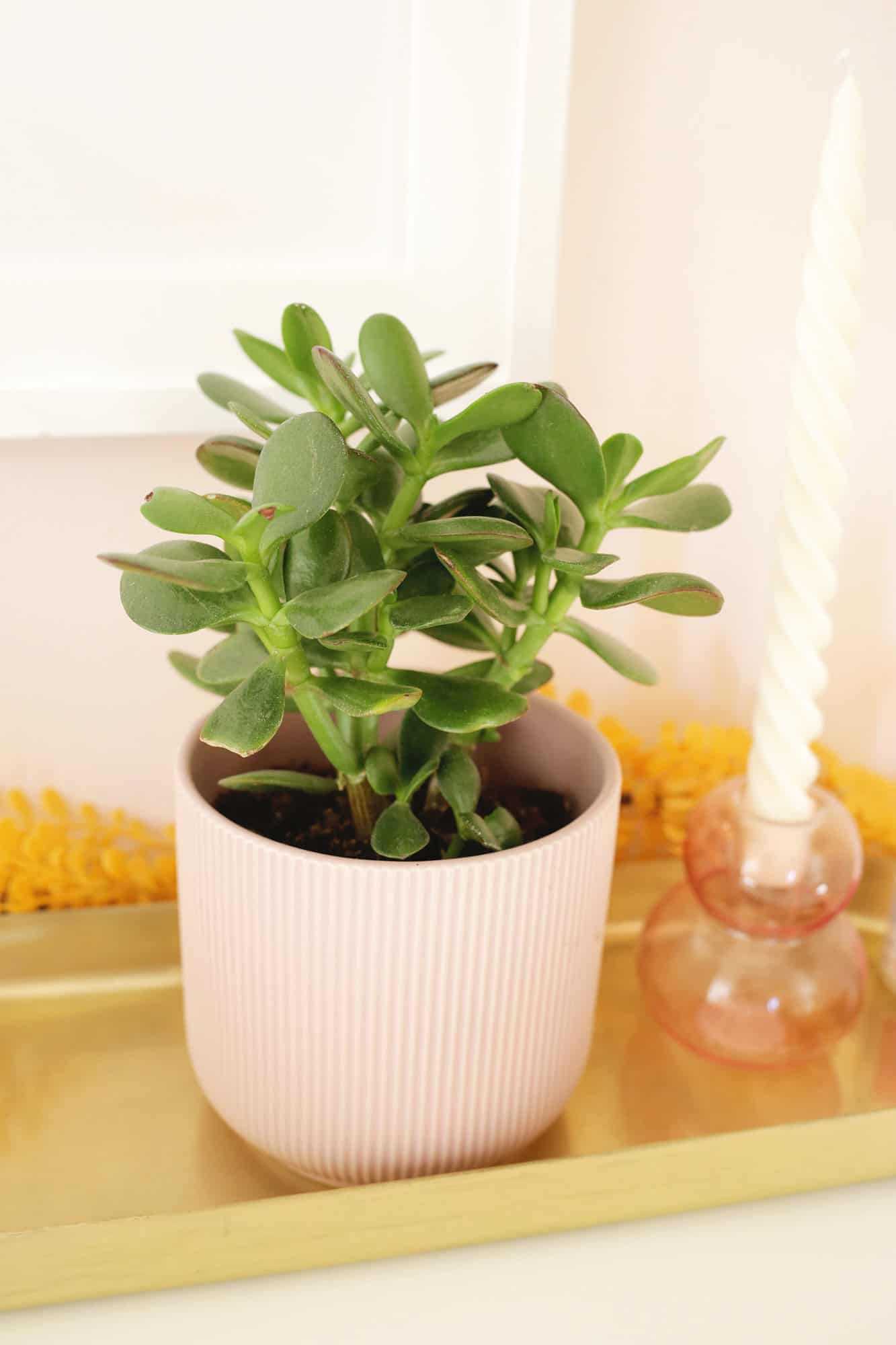 jade plant sitting on a table