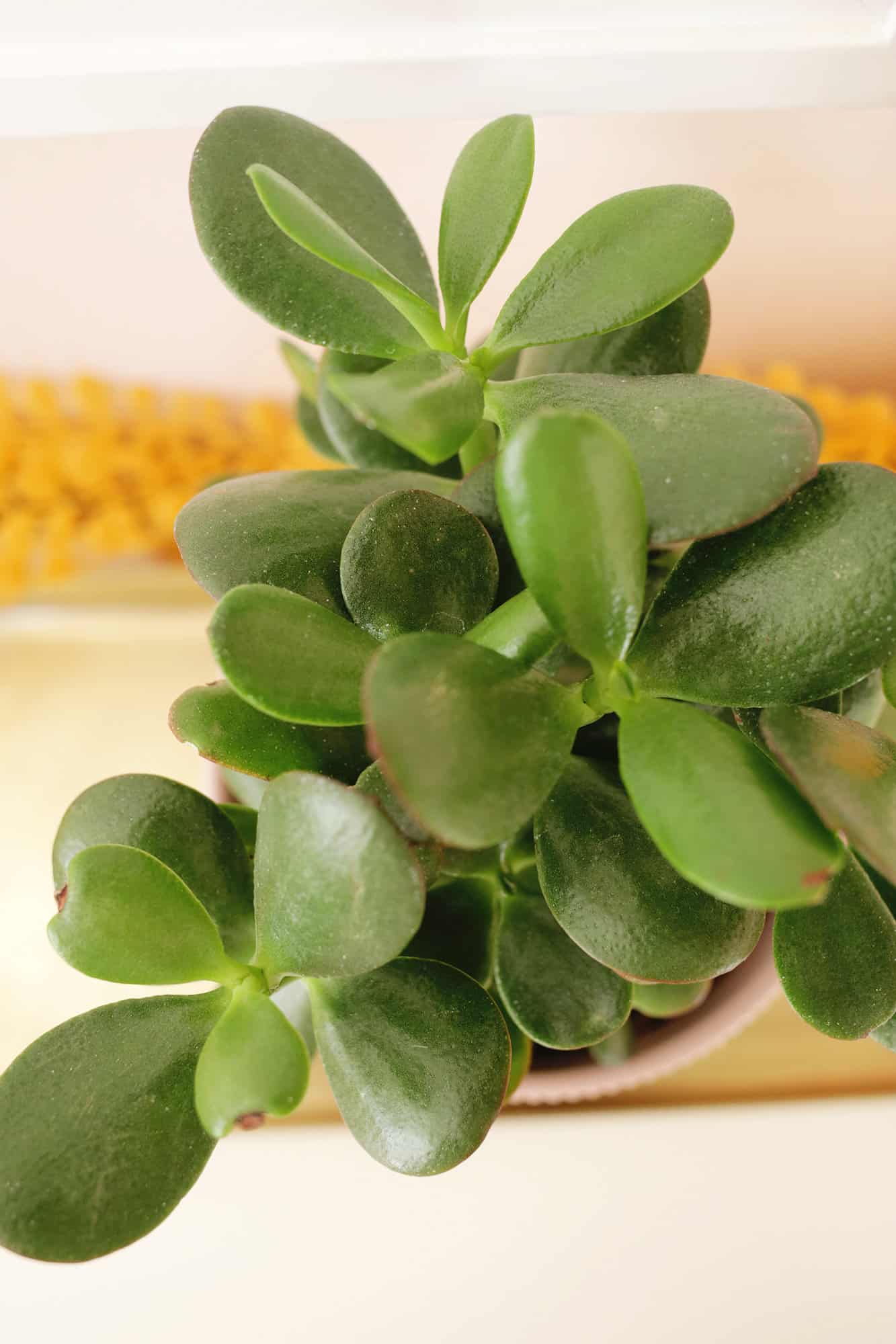 jade plant leaves