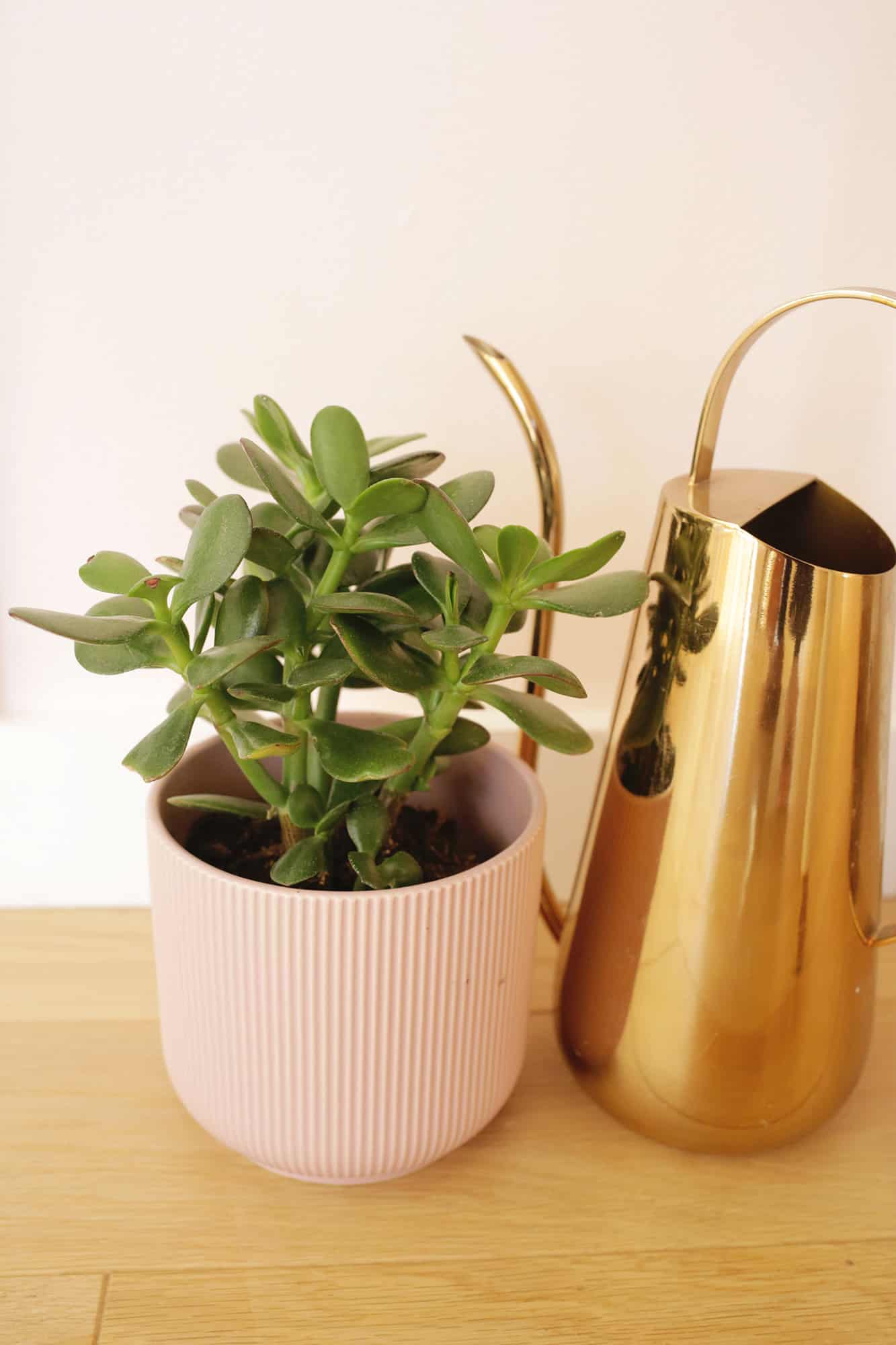 jade plant sitting on a table