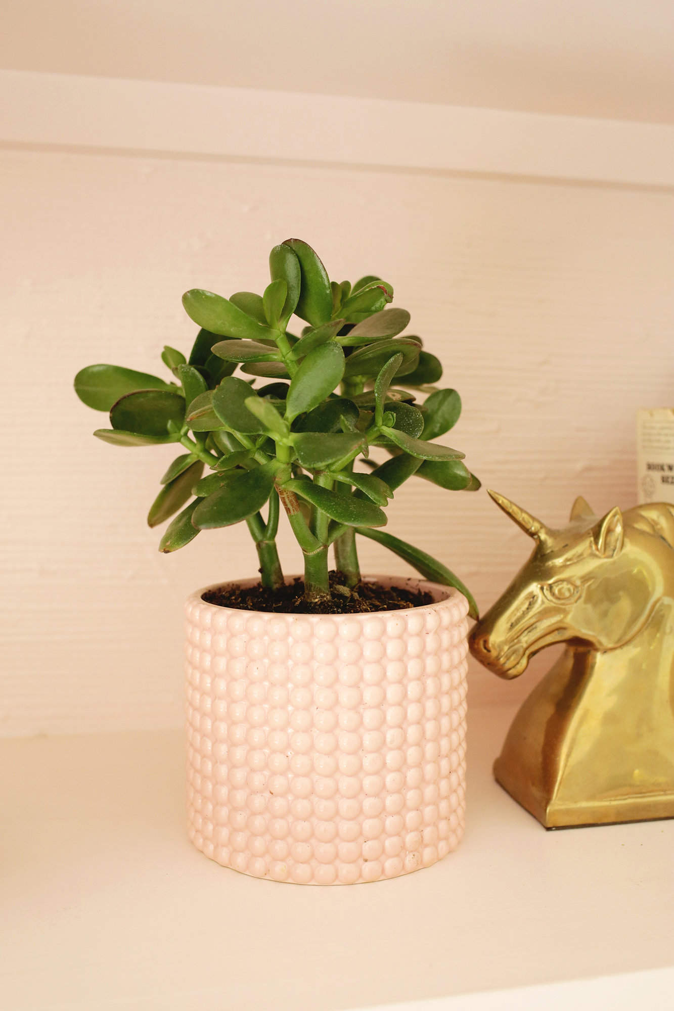 jade plant sitting on a table