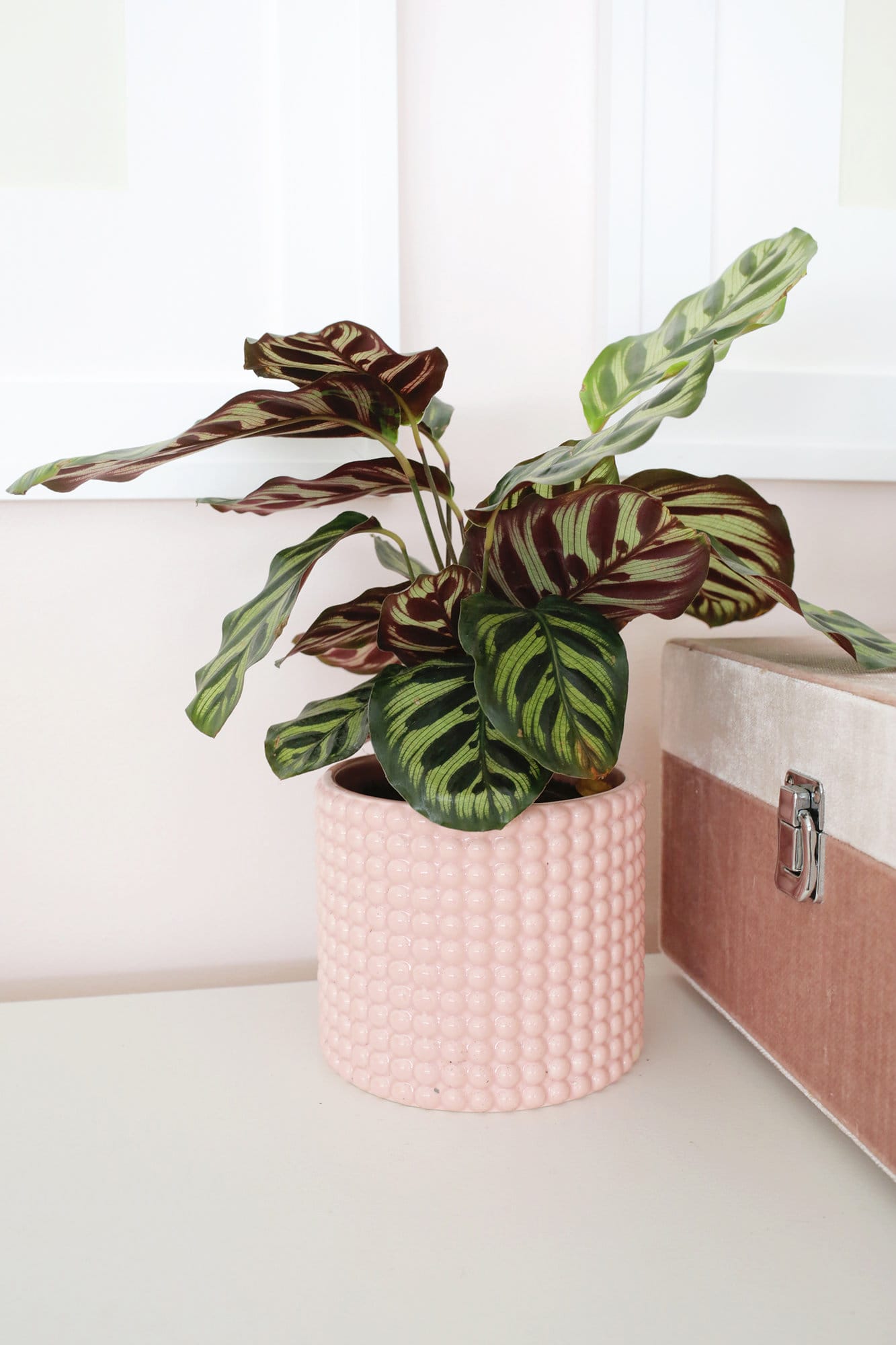 calathea plant