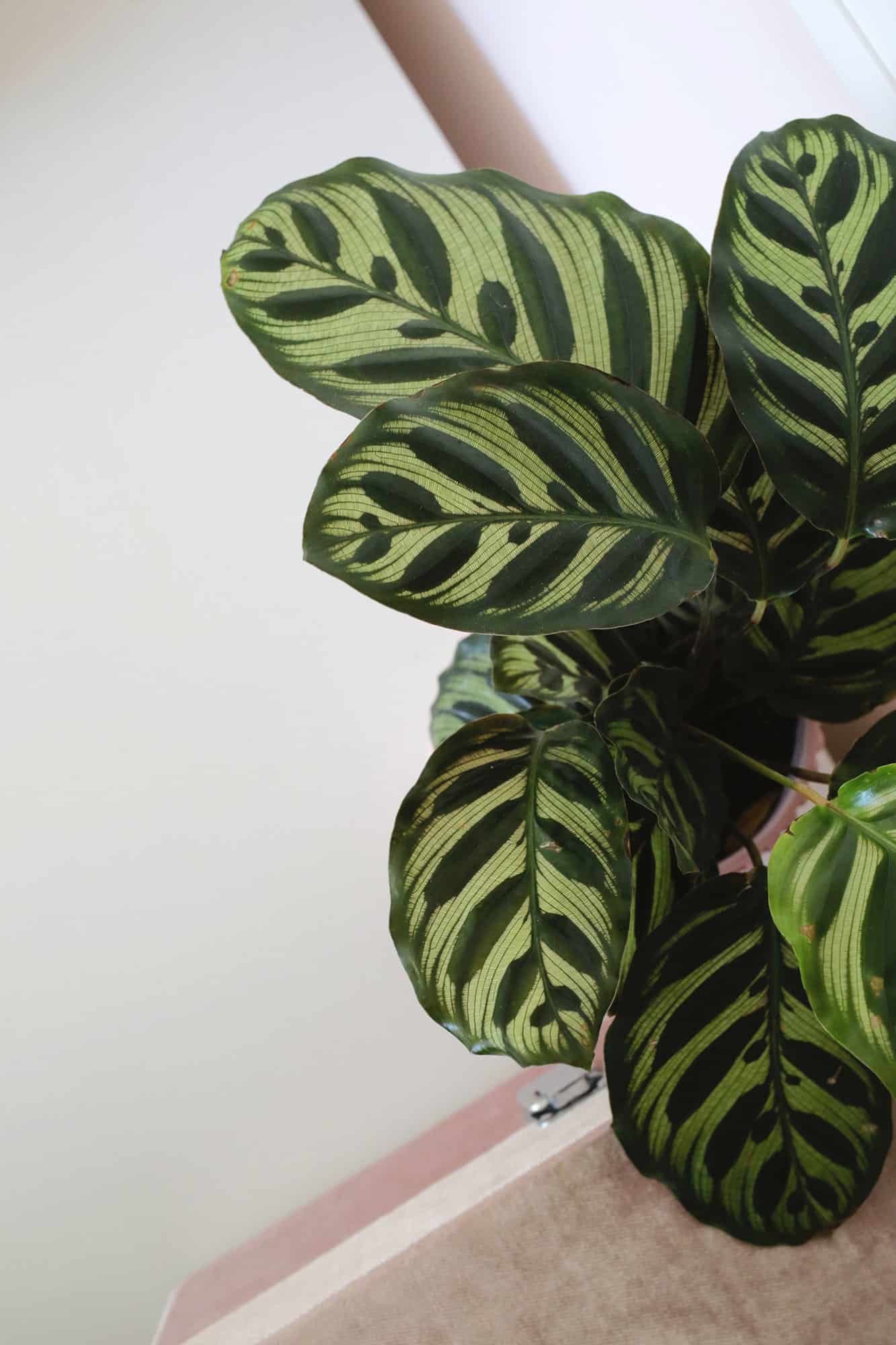 calathea plant