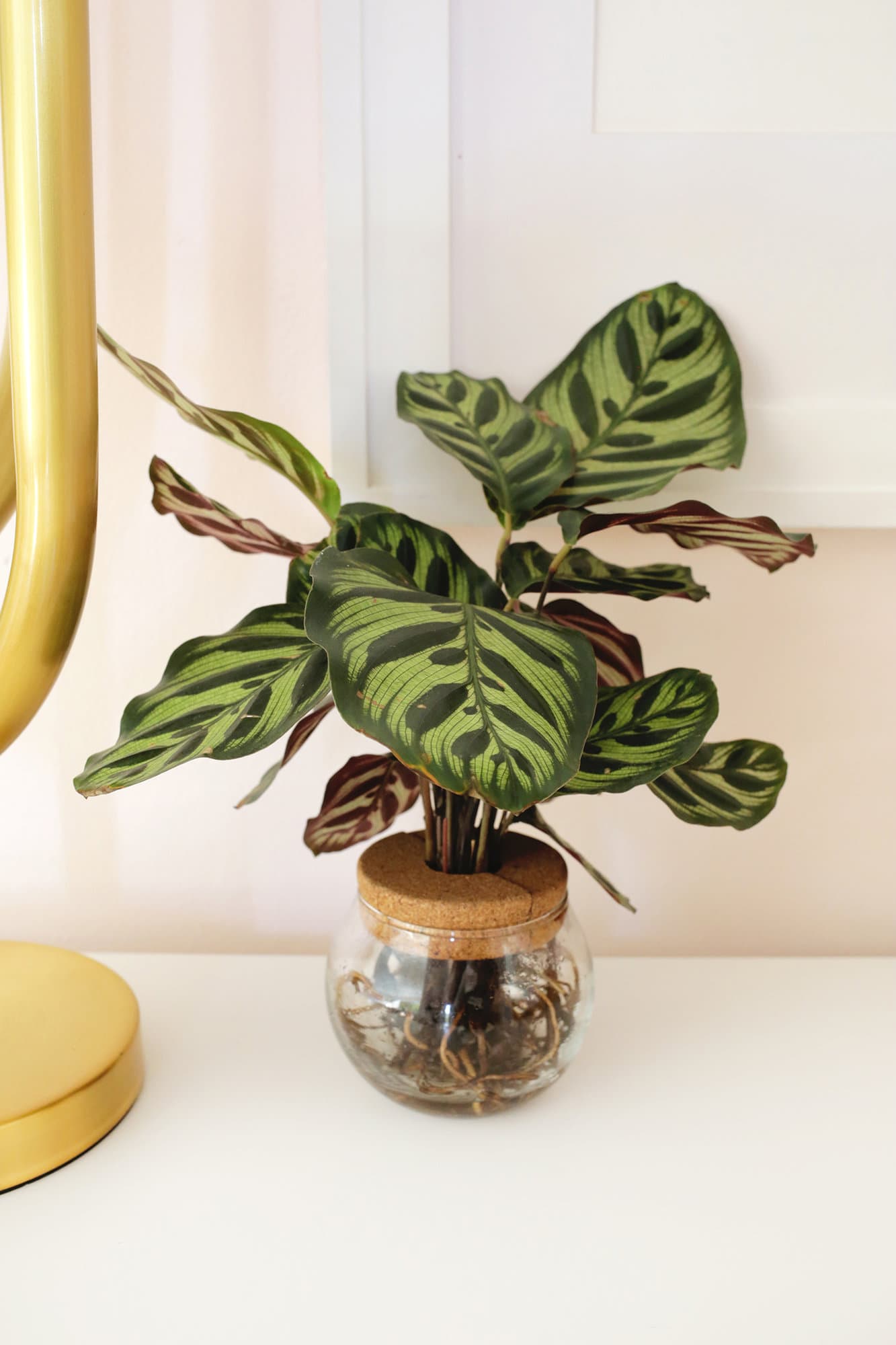 calathea plant