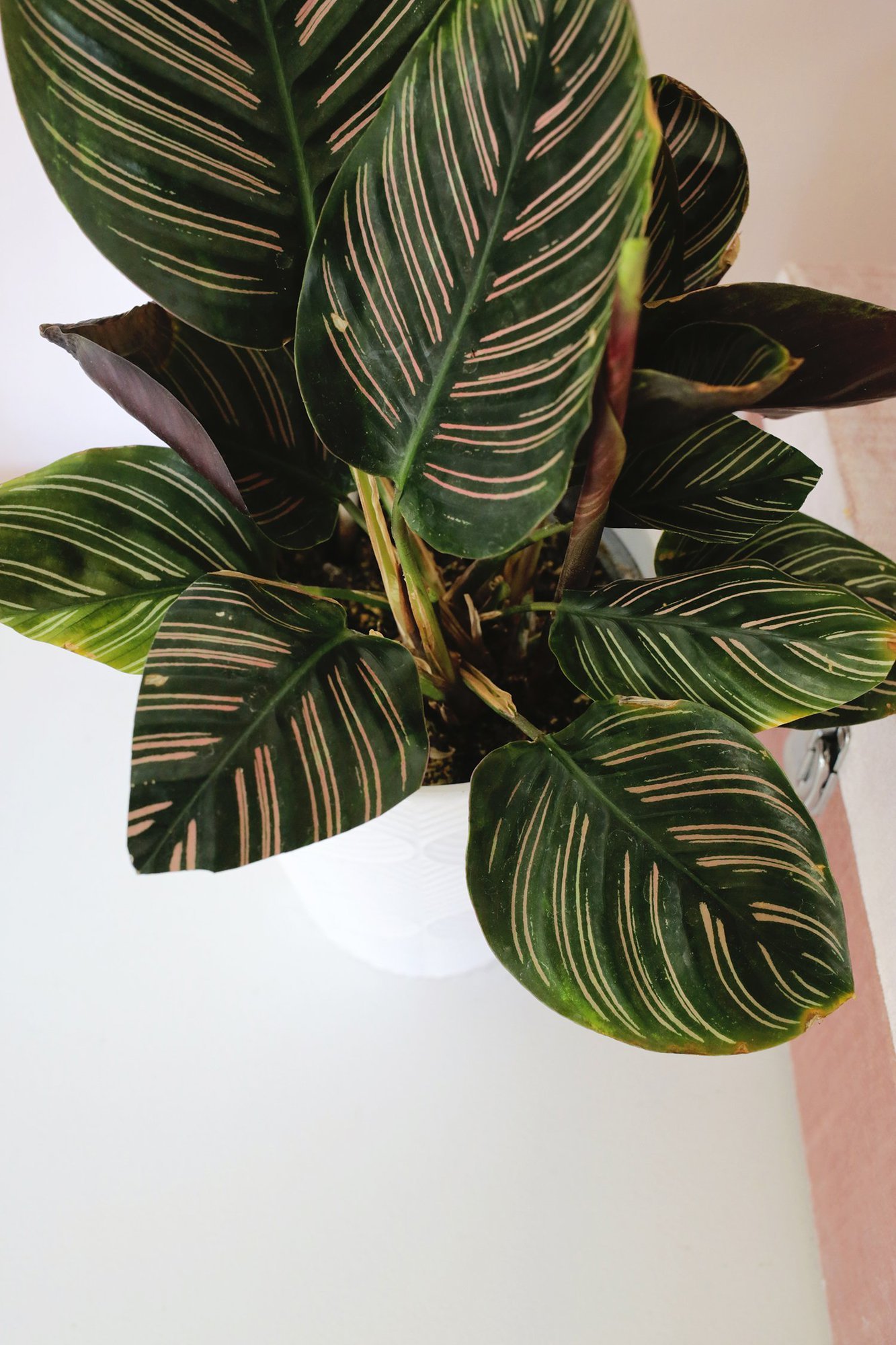 pinstripe calathea plant