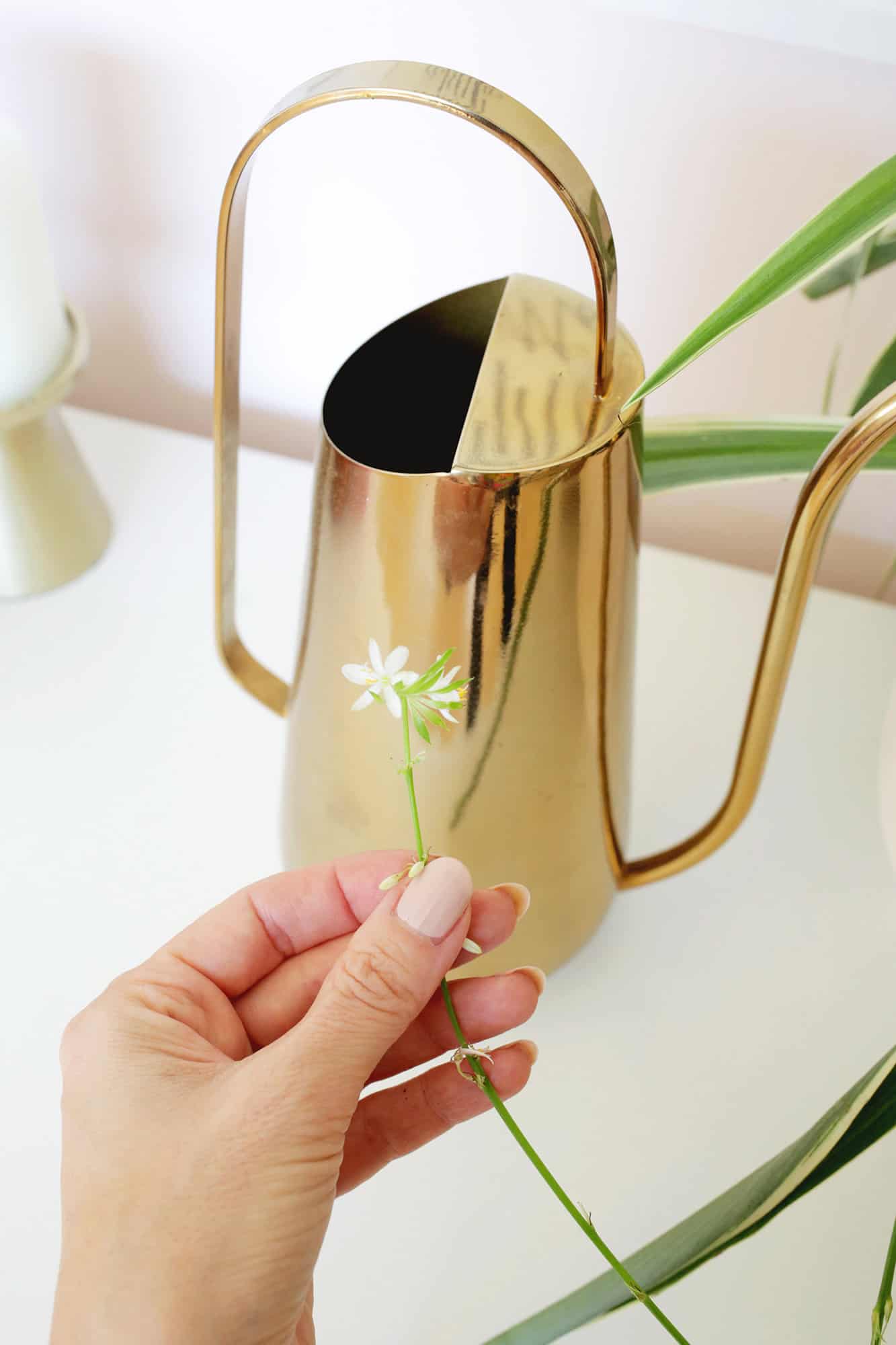 flower for spider plant