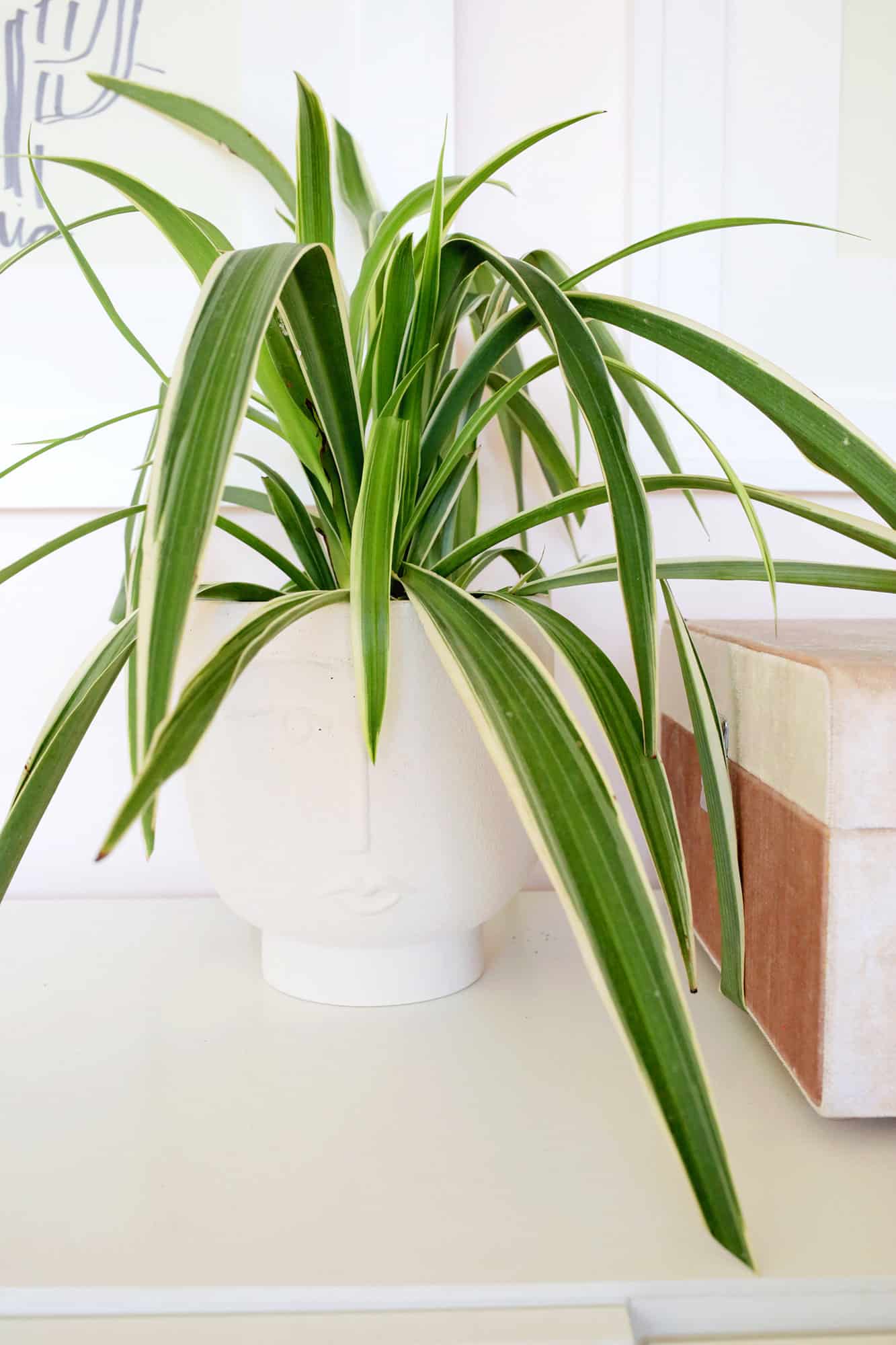 spider plant care and propagation