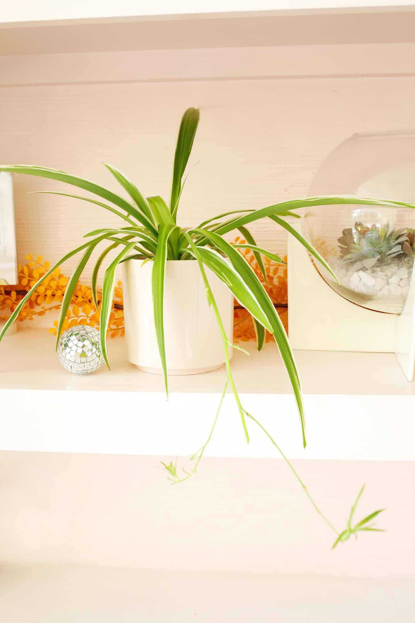 spider plant care and propagation