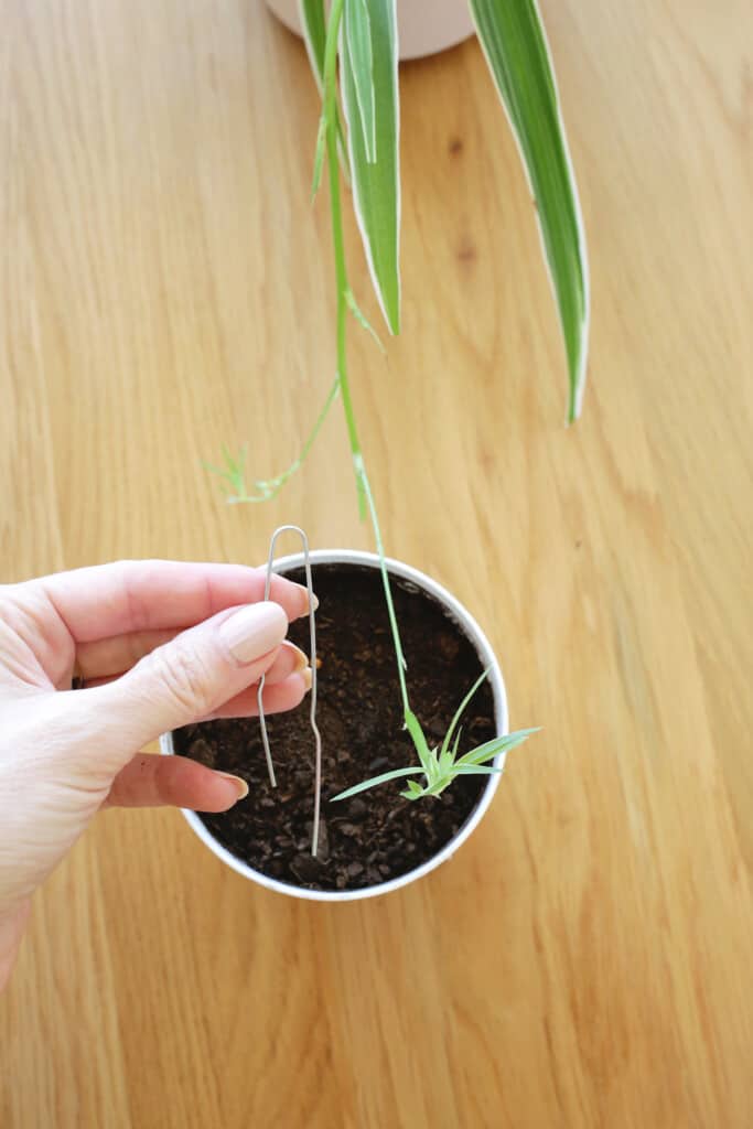 Propagating spider plants