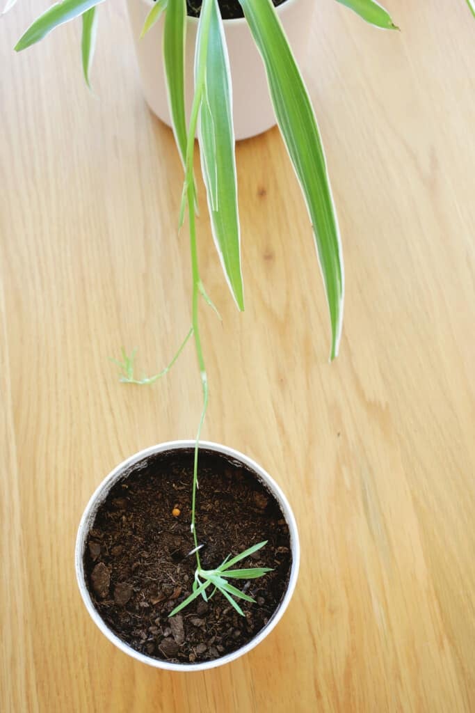 Propagating spider plants