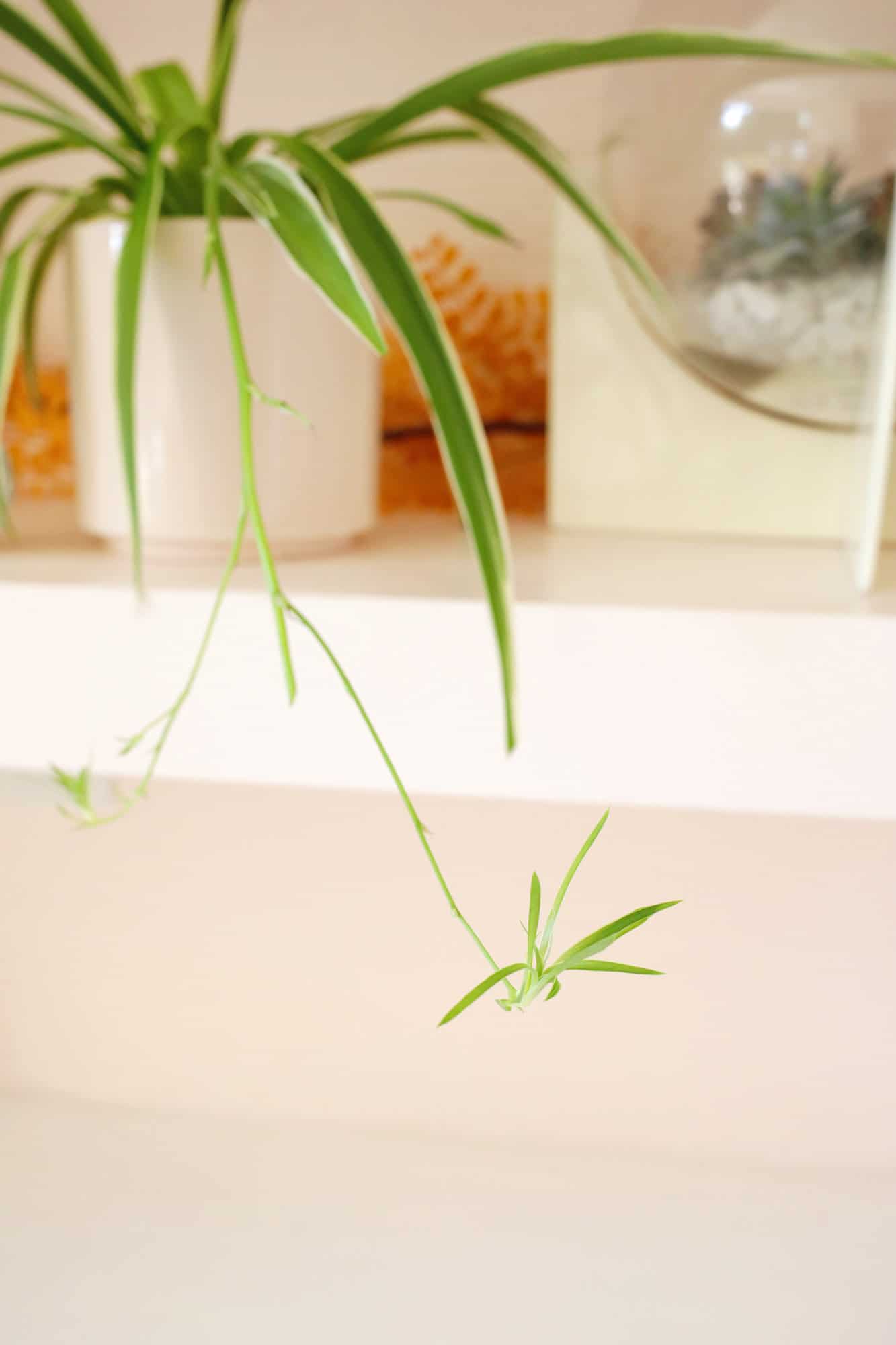 spider plant care and propagation