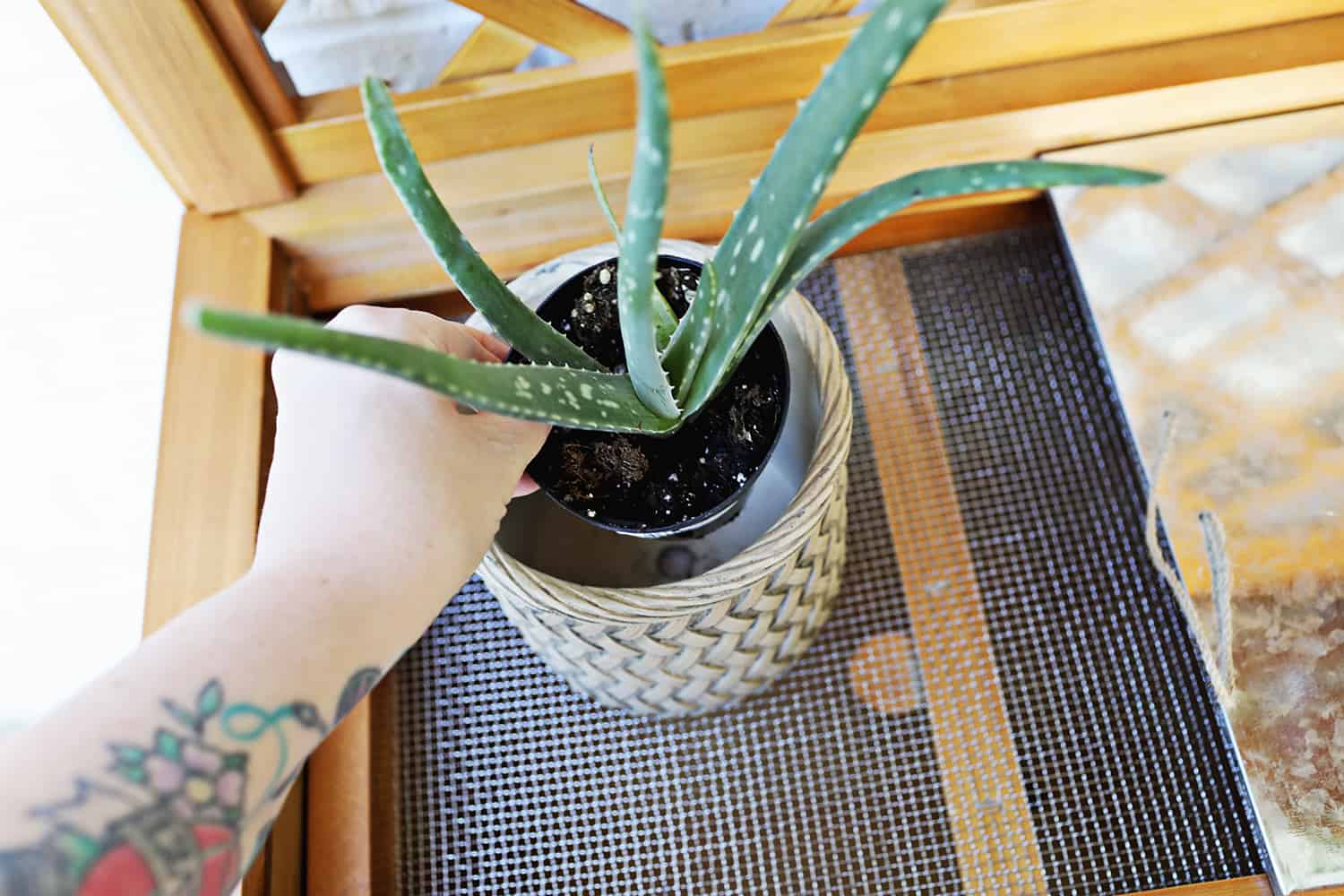 Aloe plant sitting in a planter.