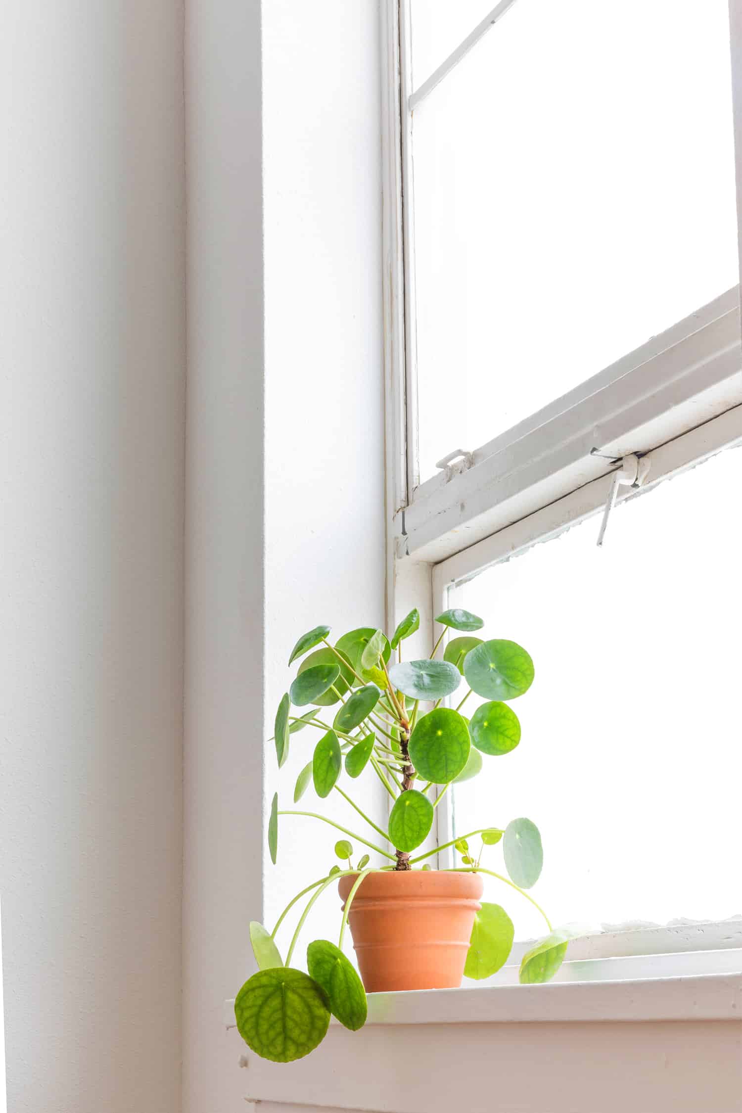 potted plant on a windowsill