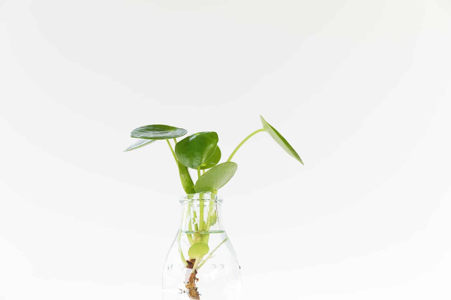 leaves from a plant in a vase of water