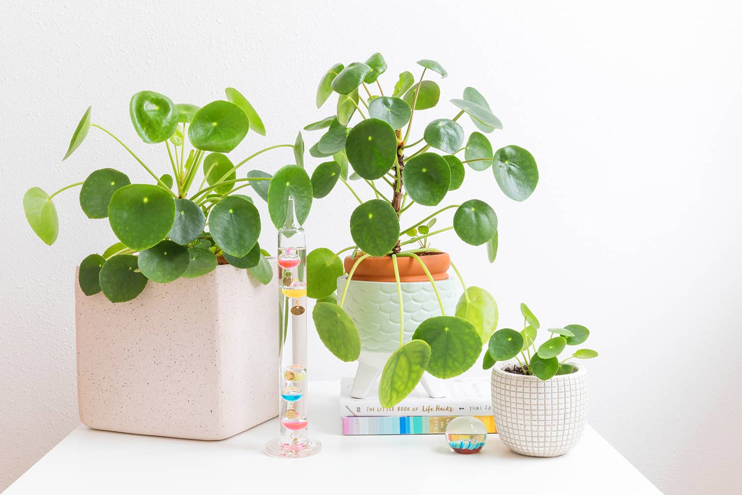 3 potted plants on a white table with books and decor next to them