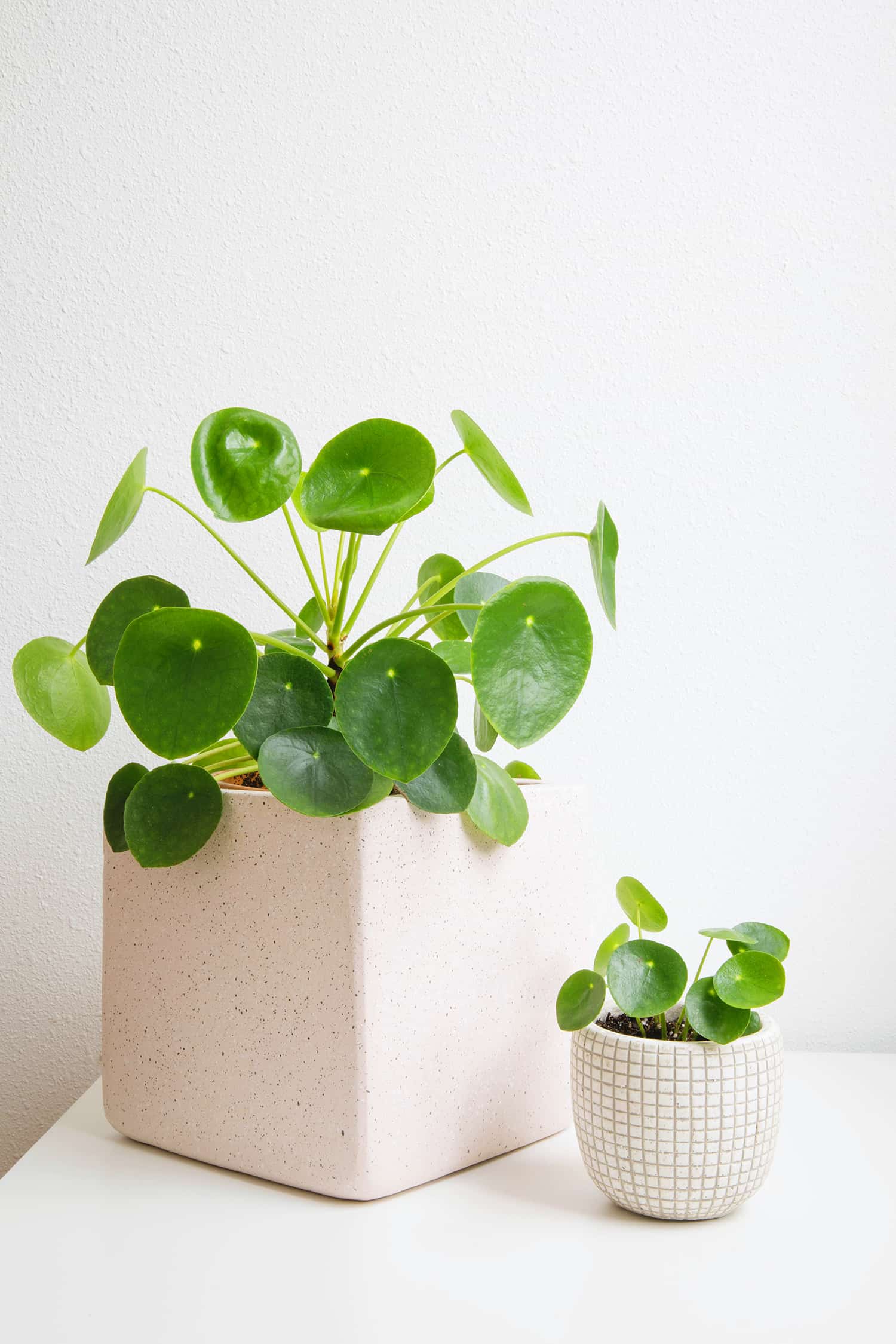 2 potted plants on a white table