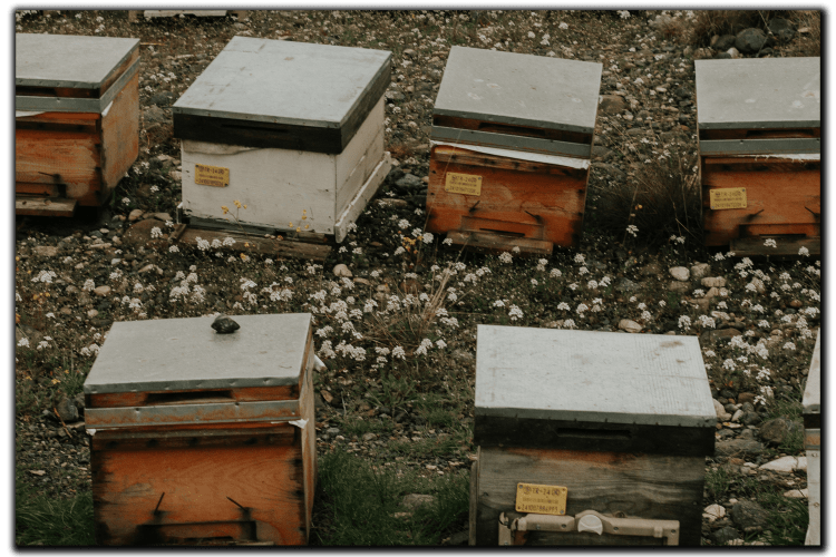 local apiary with boxes where bees create beeswax