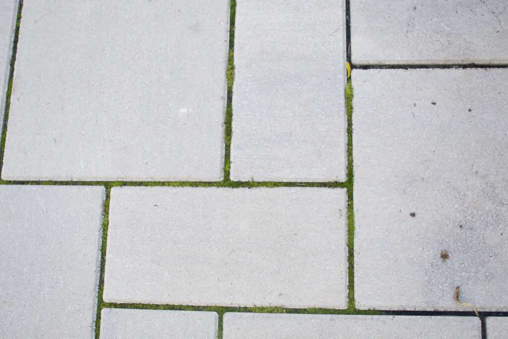 Moss growing in between our pavers