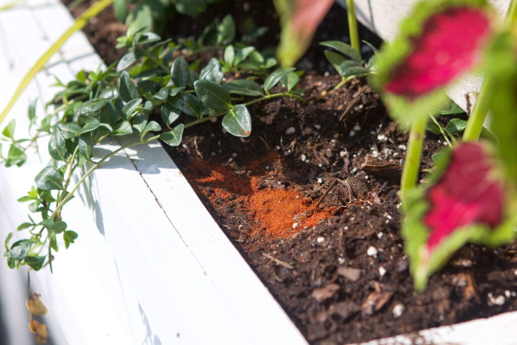 red cayenne pepper in our fall planters to keep the squirrels away