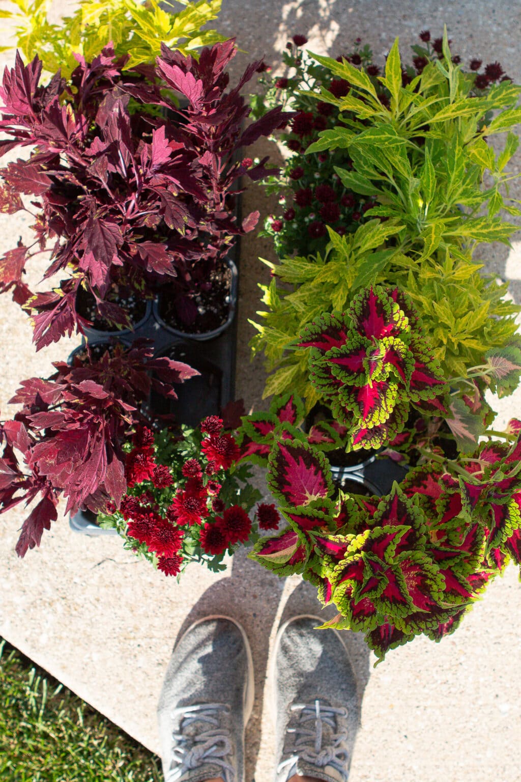 The flowers to choose for your fall planters