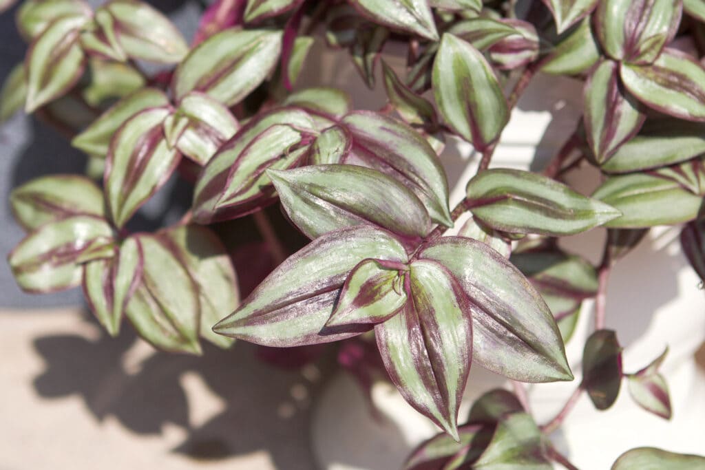 Wandering Jew plant