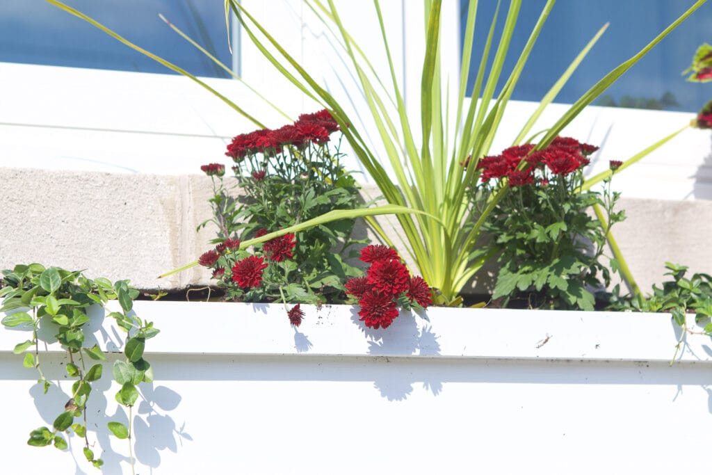 Our fall front window box