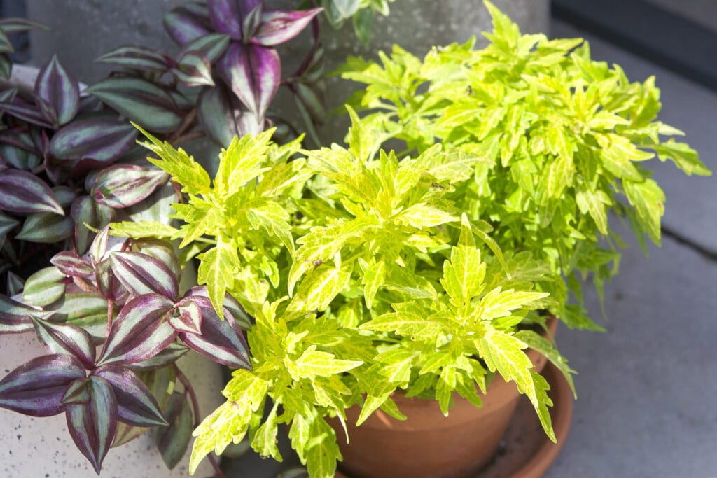 FlameThrower Salsa Verde Coleus