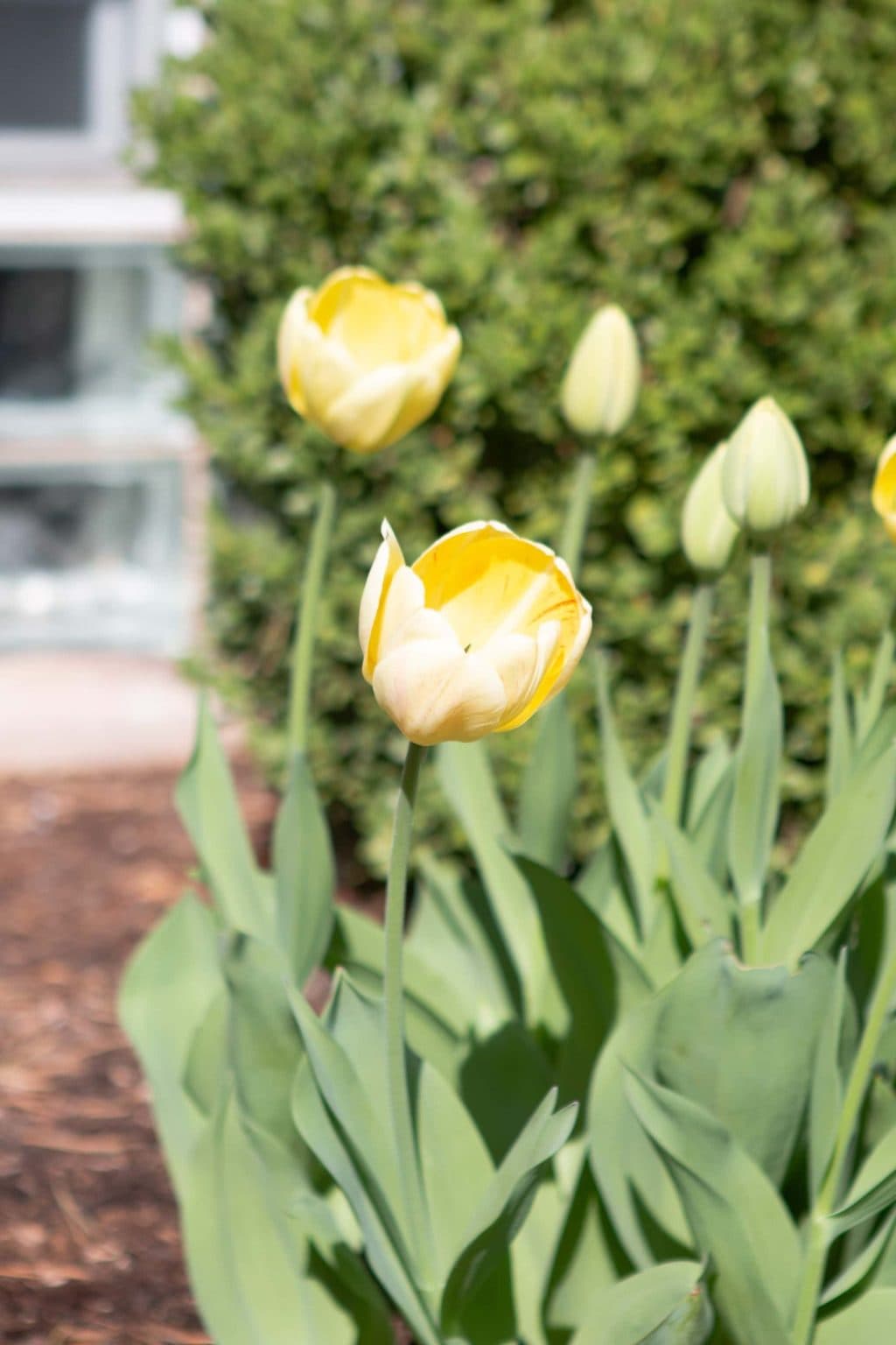 Our tulip bulbs in the front yard