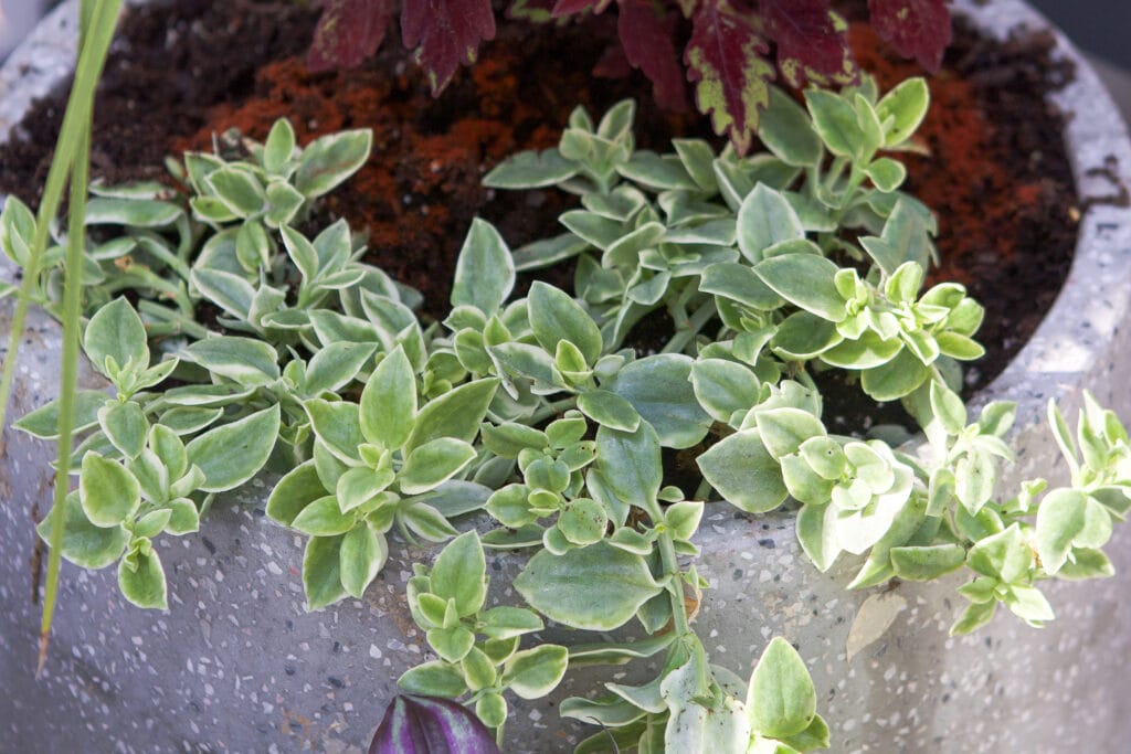 My fall planters in the bacckyard