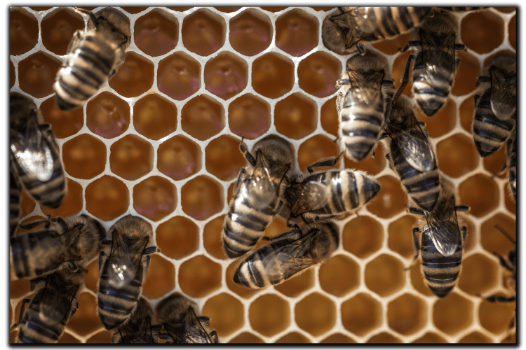 bees climbing on a comb built out of beeswax to store honey