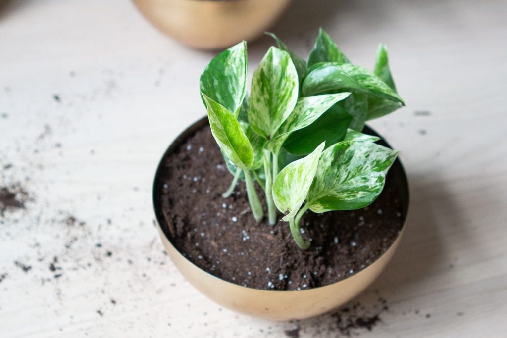 Marbled queen pothos