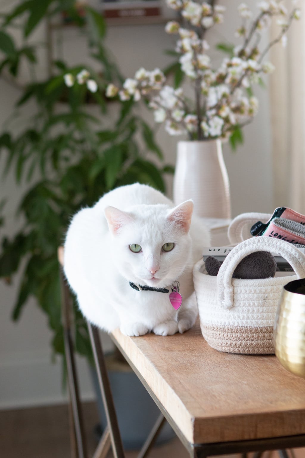 White cat sitting in a living room