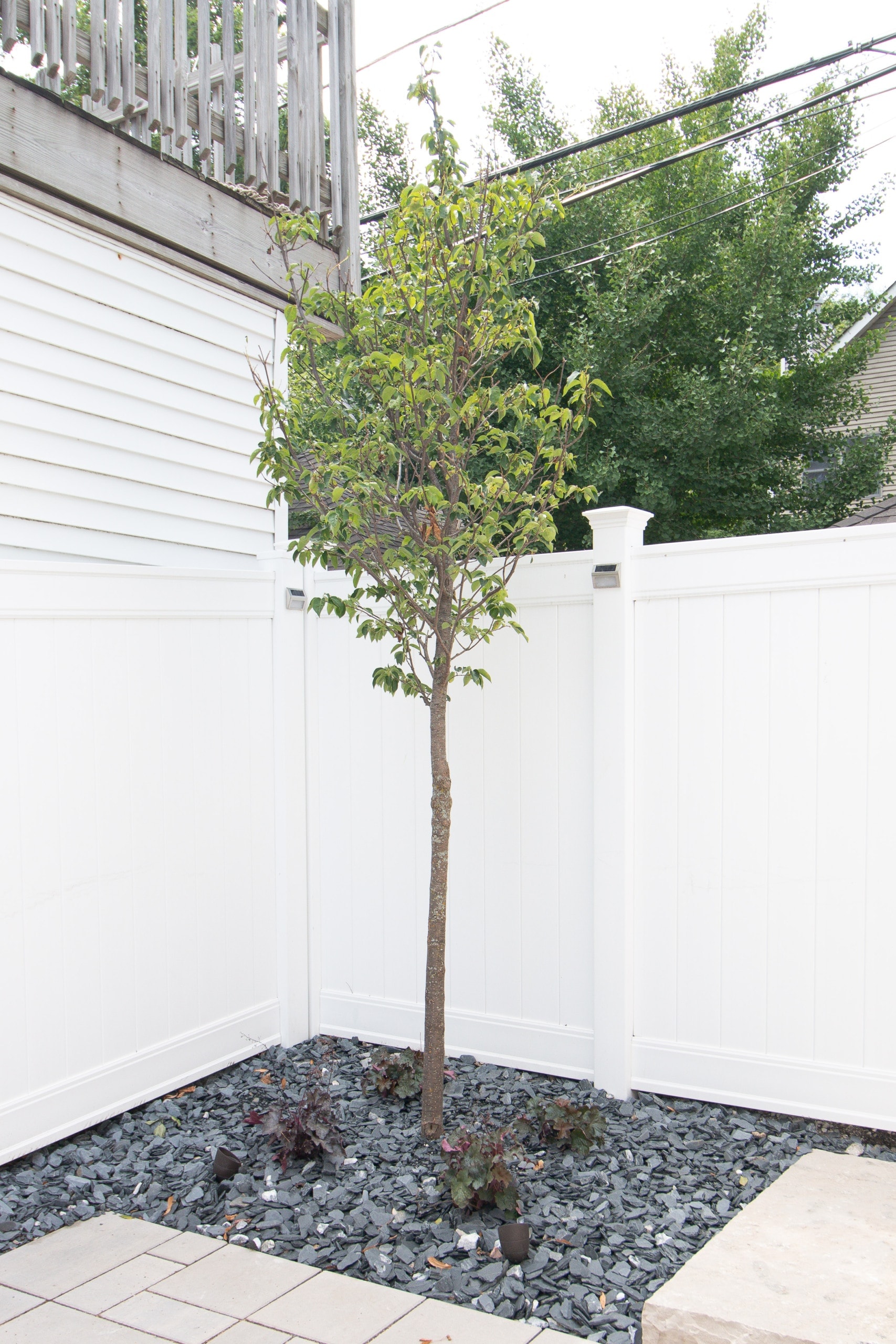 Japanese tree lilac