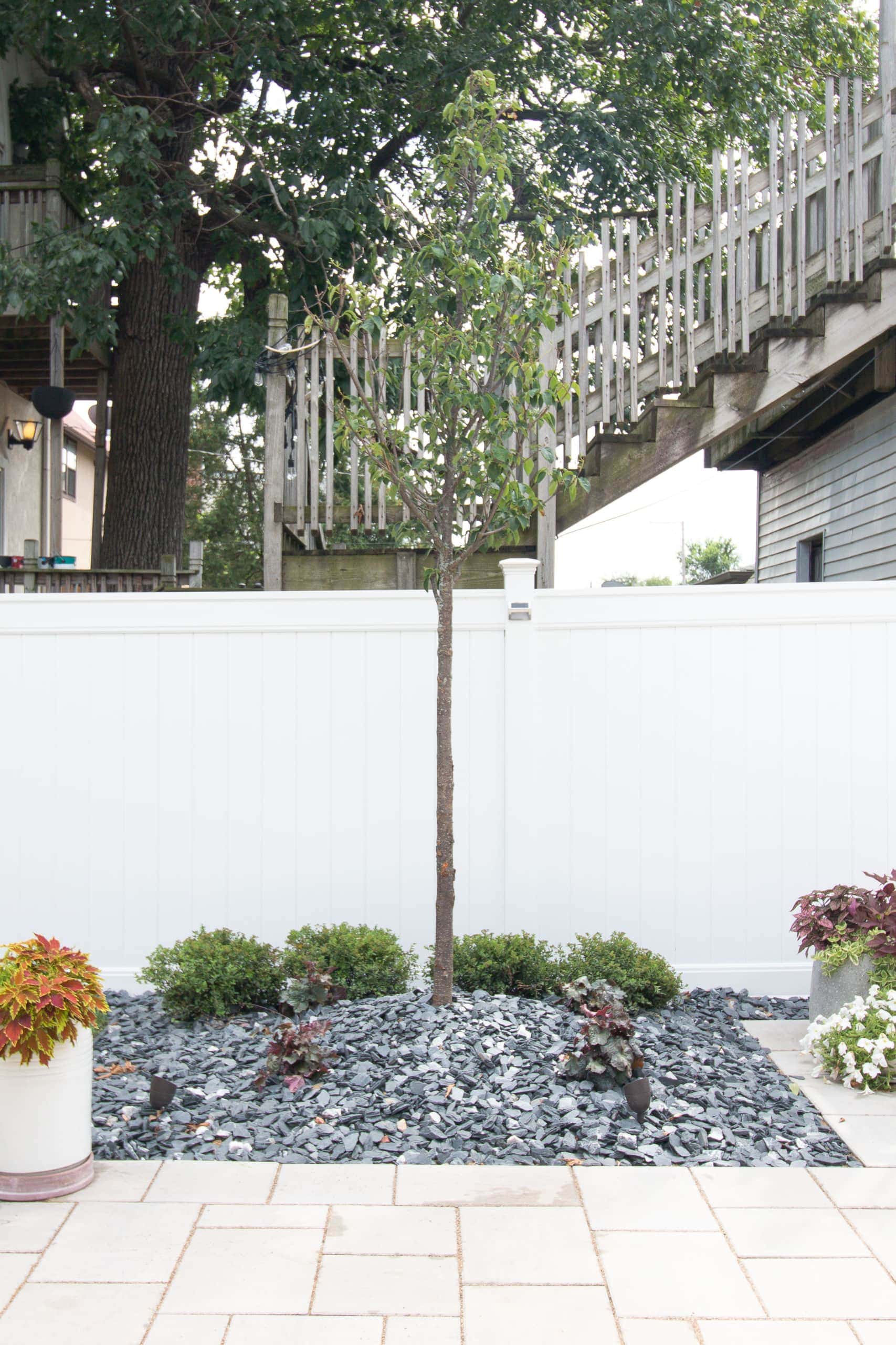 Japanese tree lilac in our backyard in Chicago