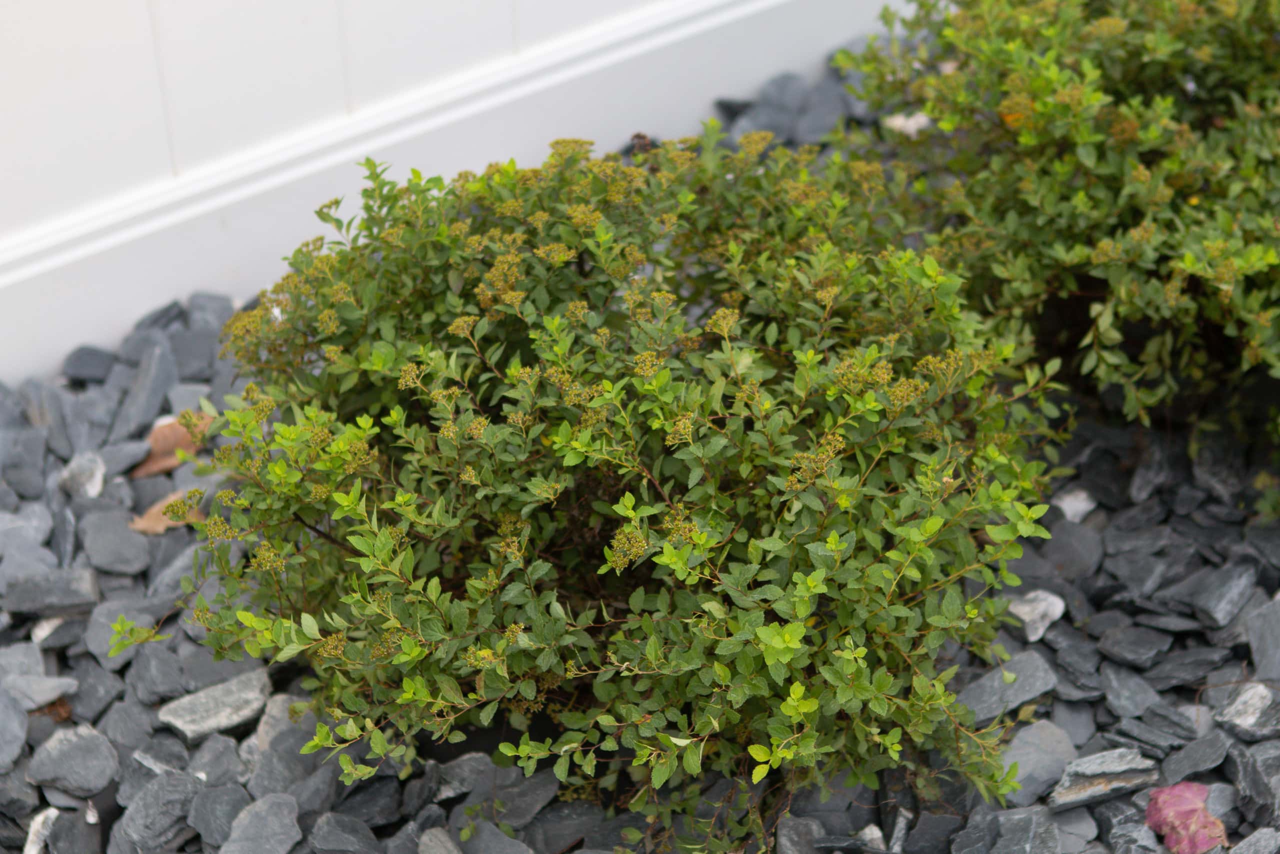 Princess spirea bushes