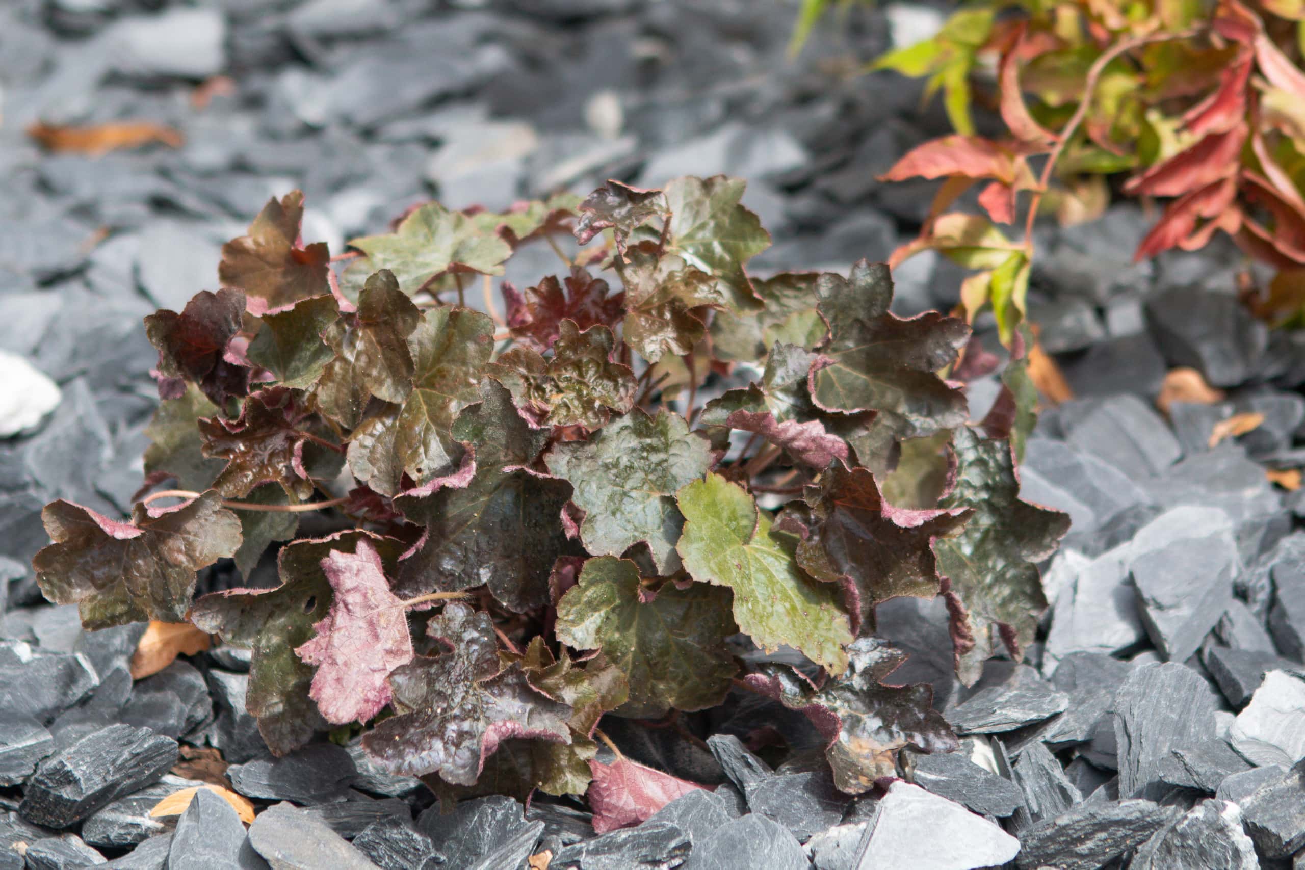 Coral bells