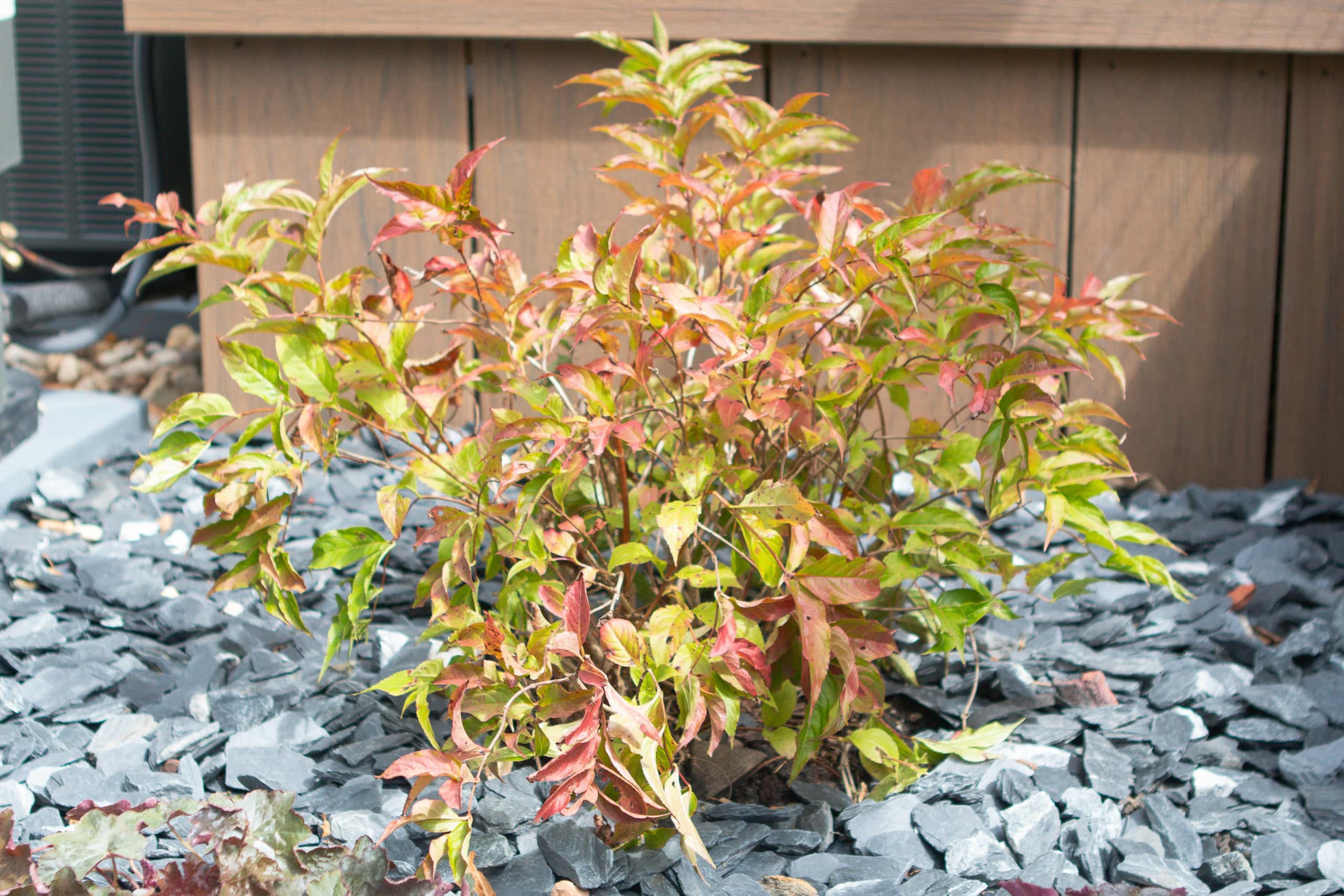 Dwarf bush honeysuckle 