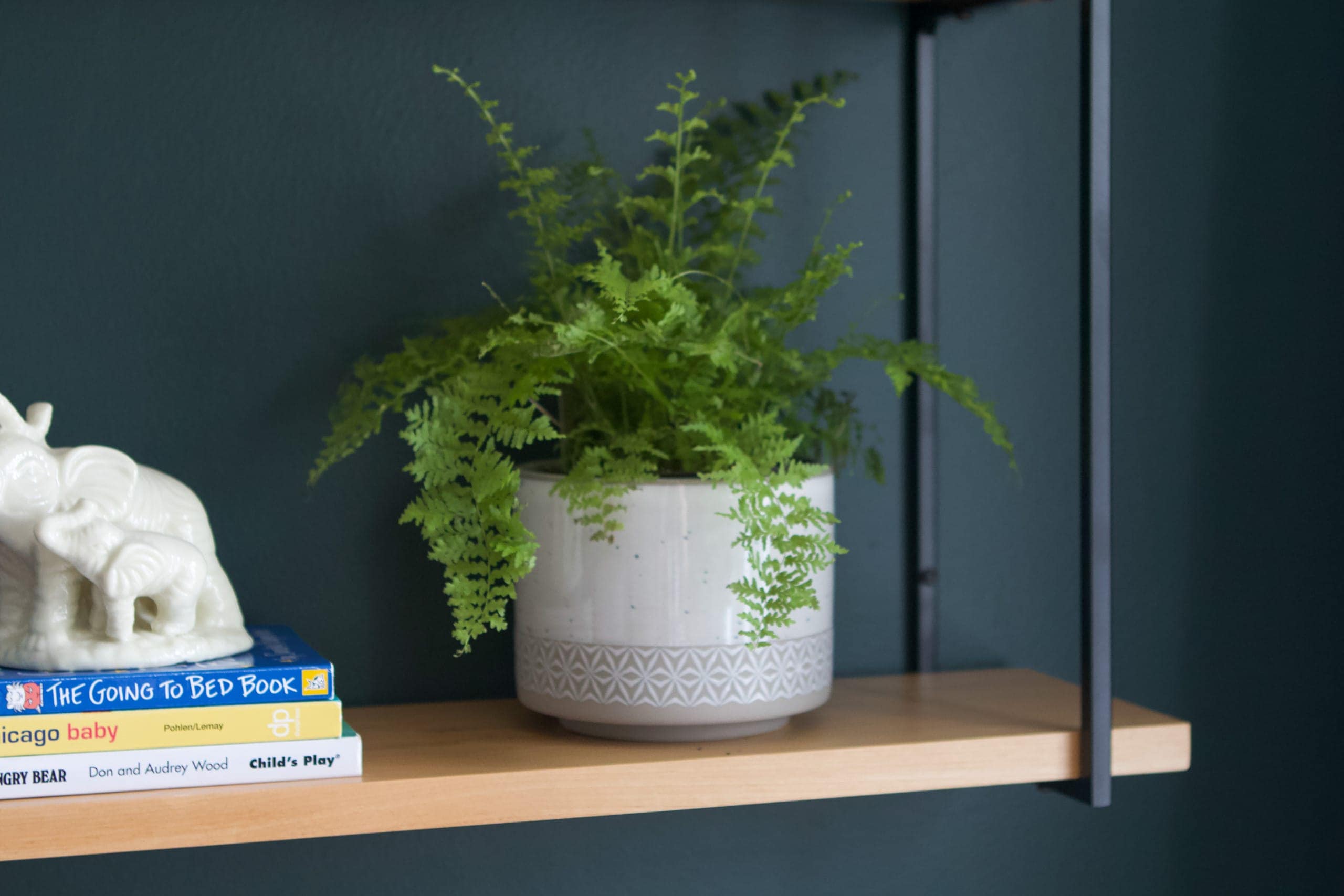 Adding a fern to my nursery shelves