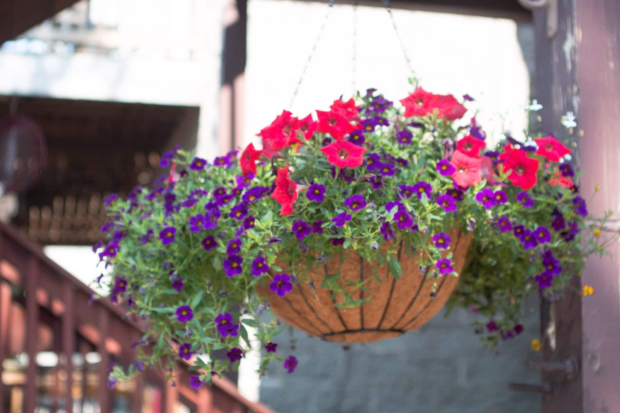 Hanging flower basket